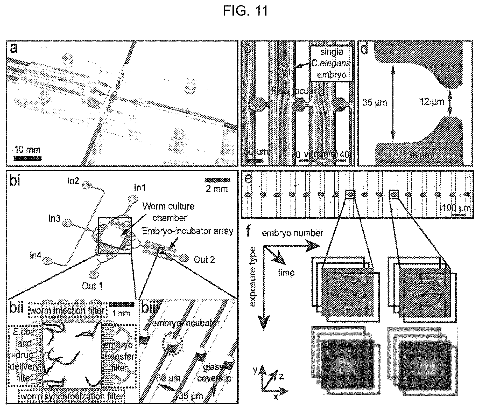 Patent US12325022 Figure 11 – Microfluidic device, system, and method for the study of organisms