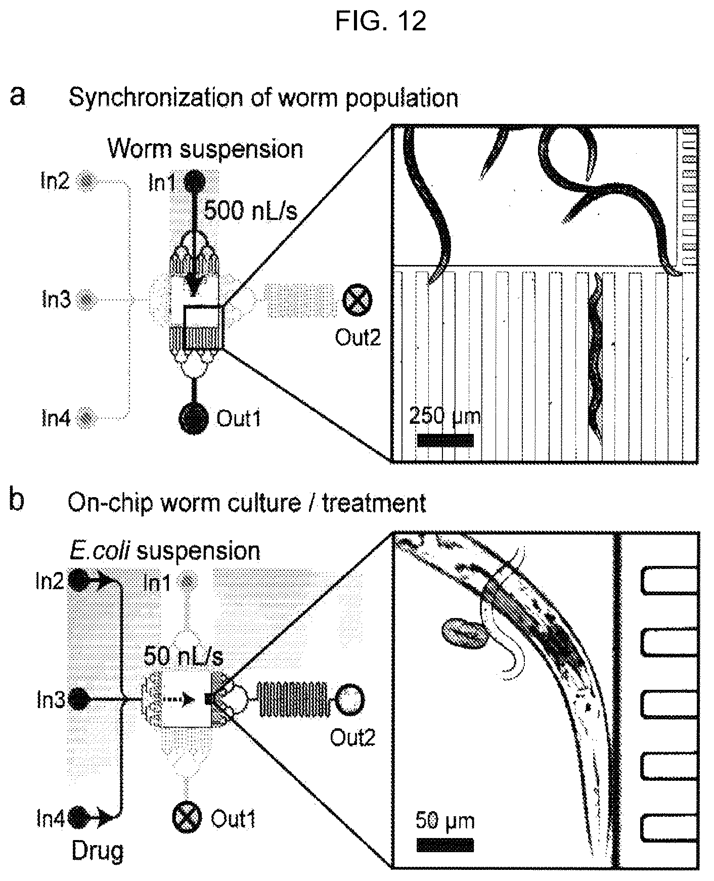 Patent US12325022 Figure 12 – Microfluidic device, system, and method for the study of organisms