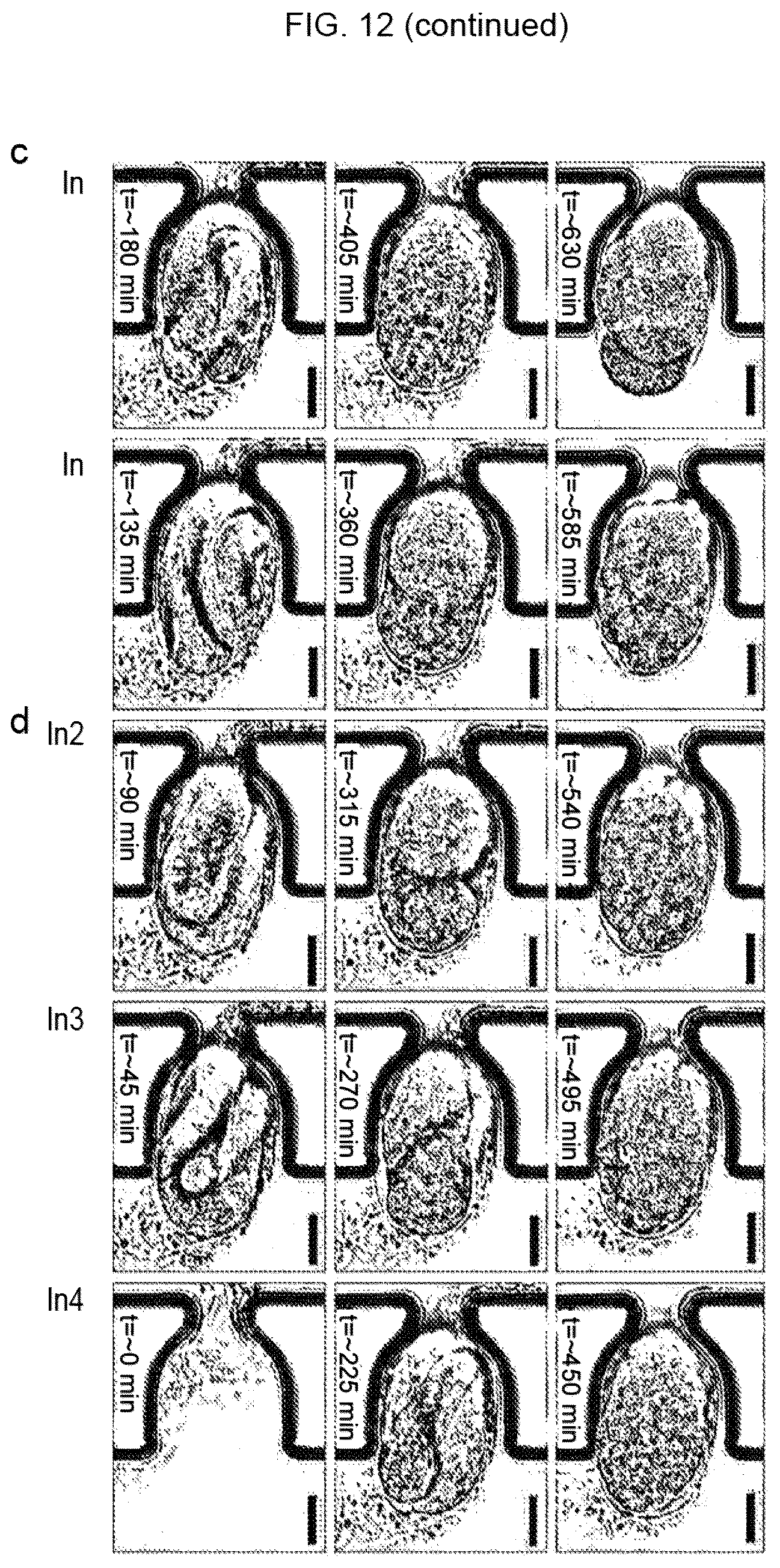 Patent US12325022 Figure 13 – Microfluidic device, system, and method for the study of organisms
