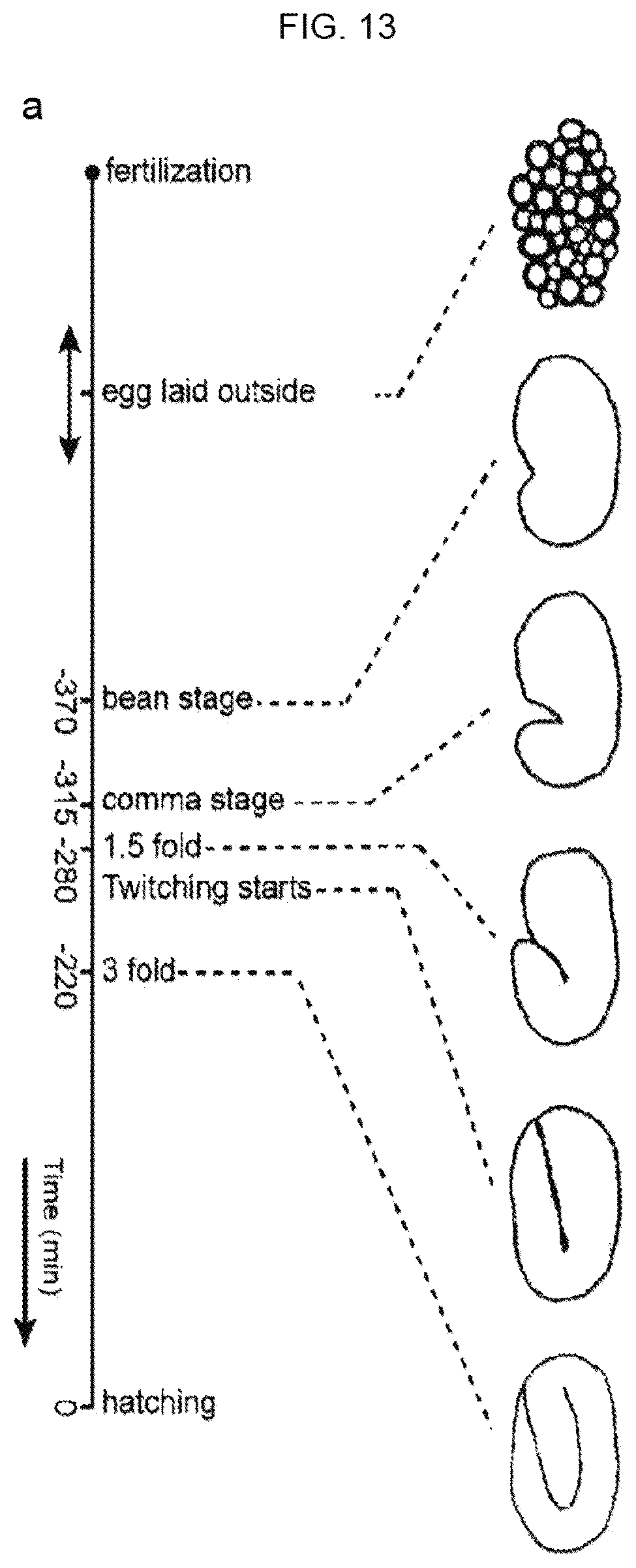 Patent US12325022 Figure 14 – Microfluidic device, system, and method for the study of organisms