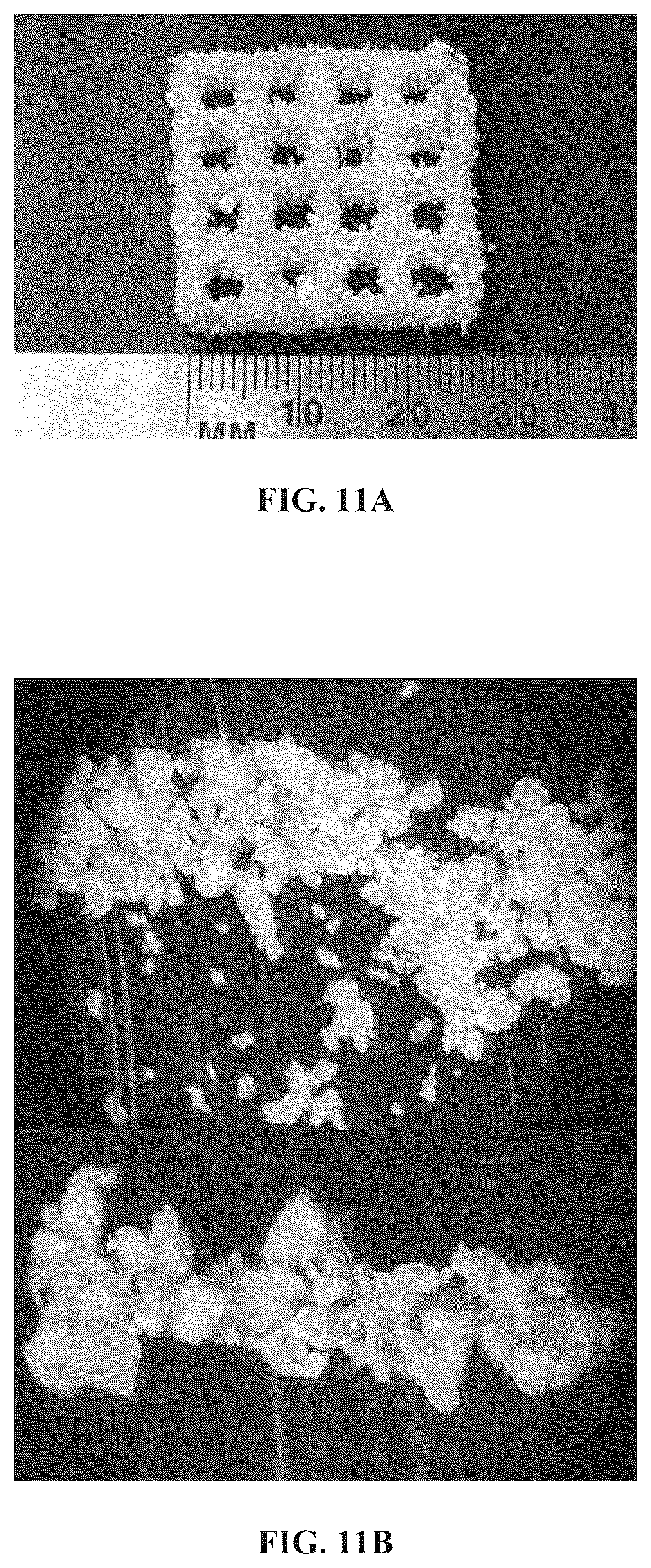 Patent US12325181 Figure 11 – Methods for 3D printing of poly-4-hydroxybutyrate and copolymers