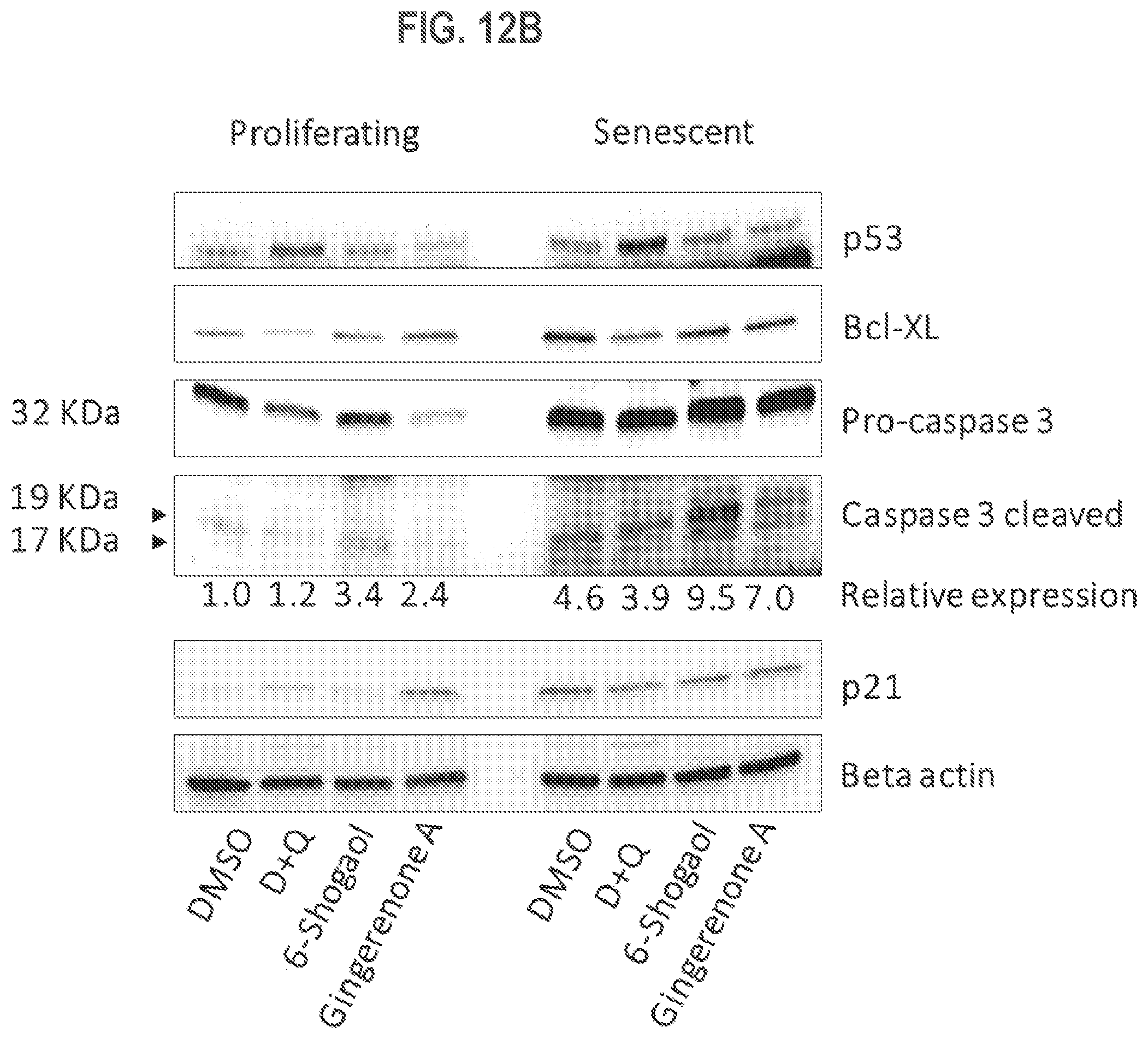 Patent US12325688 Figure 16 – Gingerenone A prodrugs as sensotherapeutics and methods of use