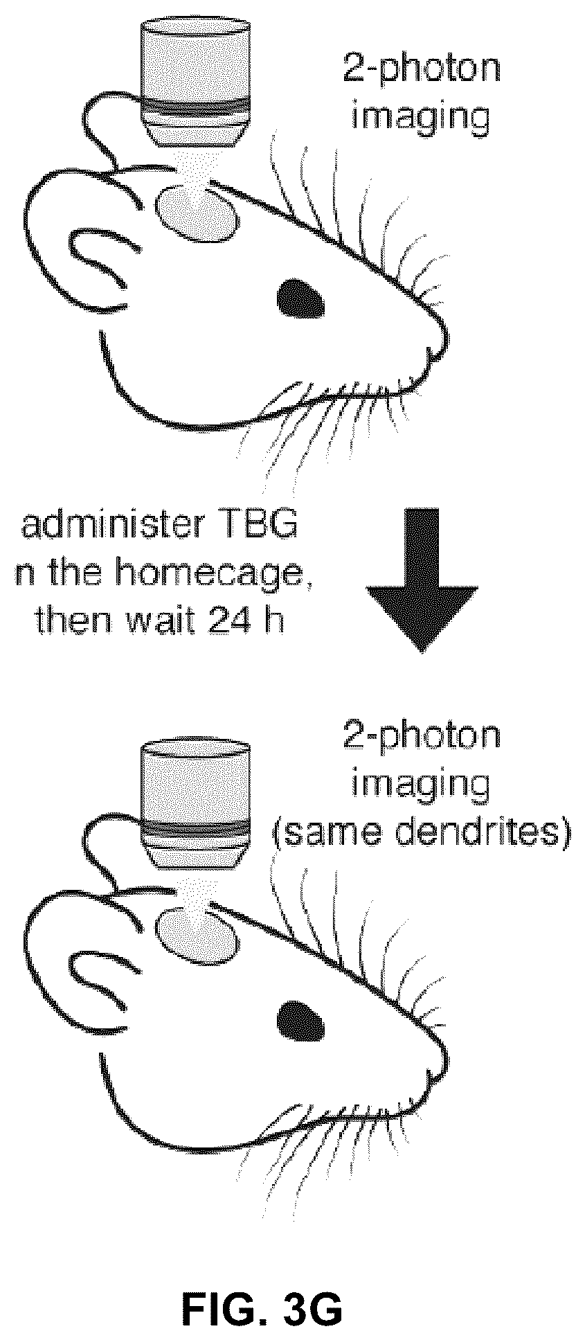 Patent US12325710 Figure 6 – Substituted 1,2,3,4,5,6-hexahydroazepino[4,5-b]indoles for treating brain disorders