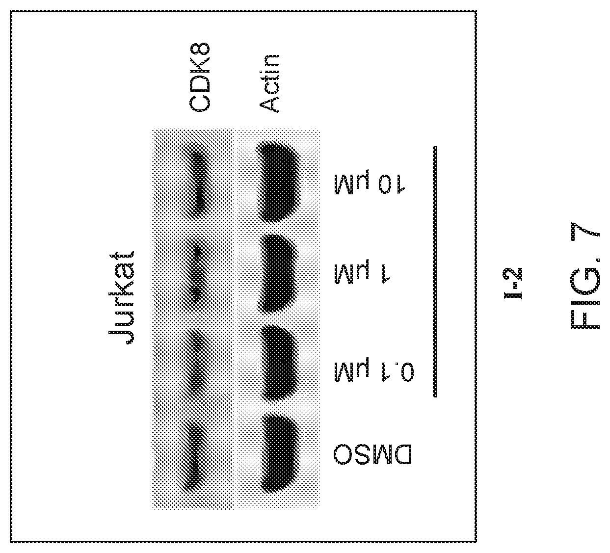 Patent US12325725 Figure 7 – Cyclin-dependent kinase degraders and methods of use