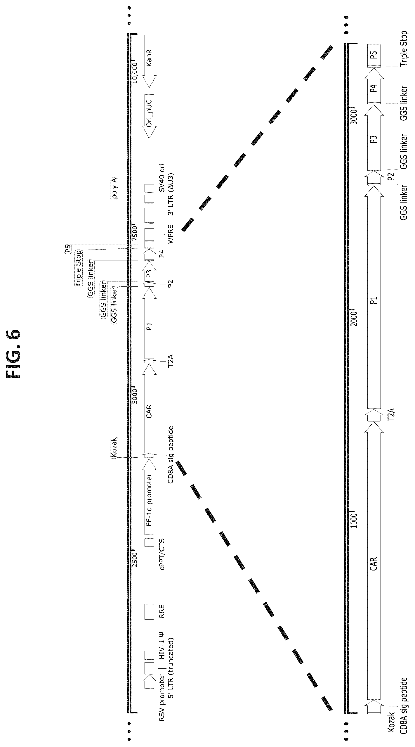 Patent US12325728 Figure 8 – Methods and compositions for genetically modifying lymphocytes to express polypeptides comprising the intracellular domain of CD79A and CD79B