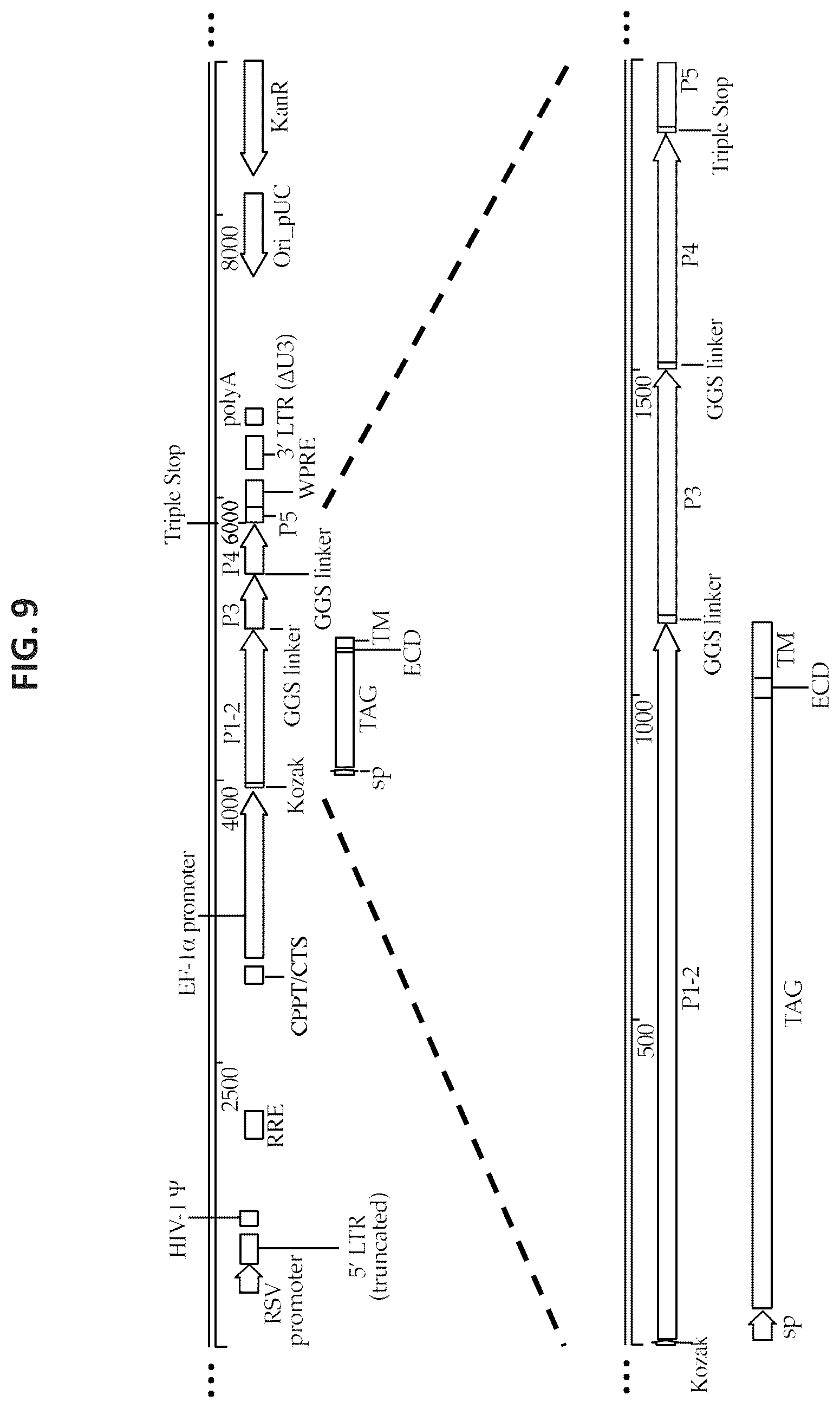 Patent US12325728 Figure 11 – Methods and compositions for genetically modifying lymphocytes to express polypeptides comprising the intracellular domain of CD79A and CD79B