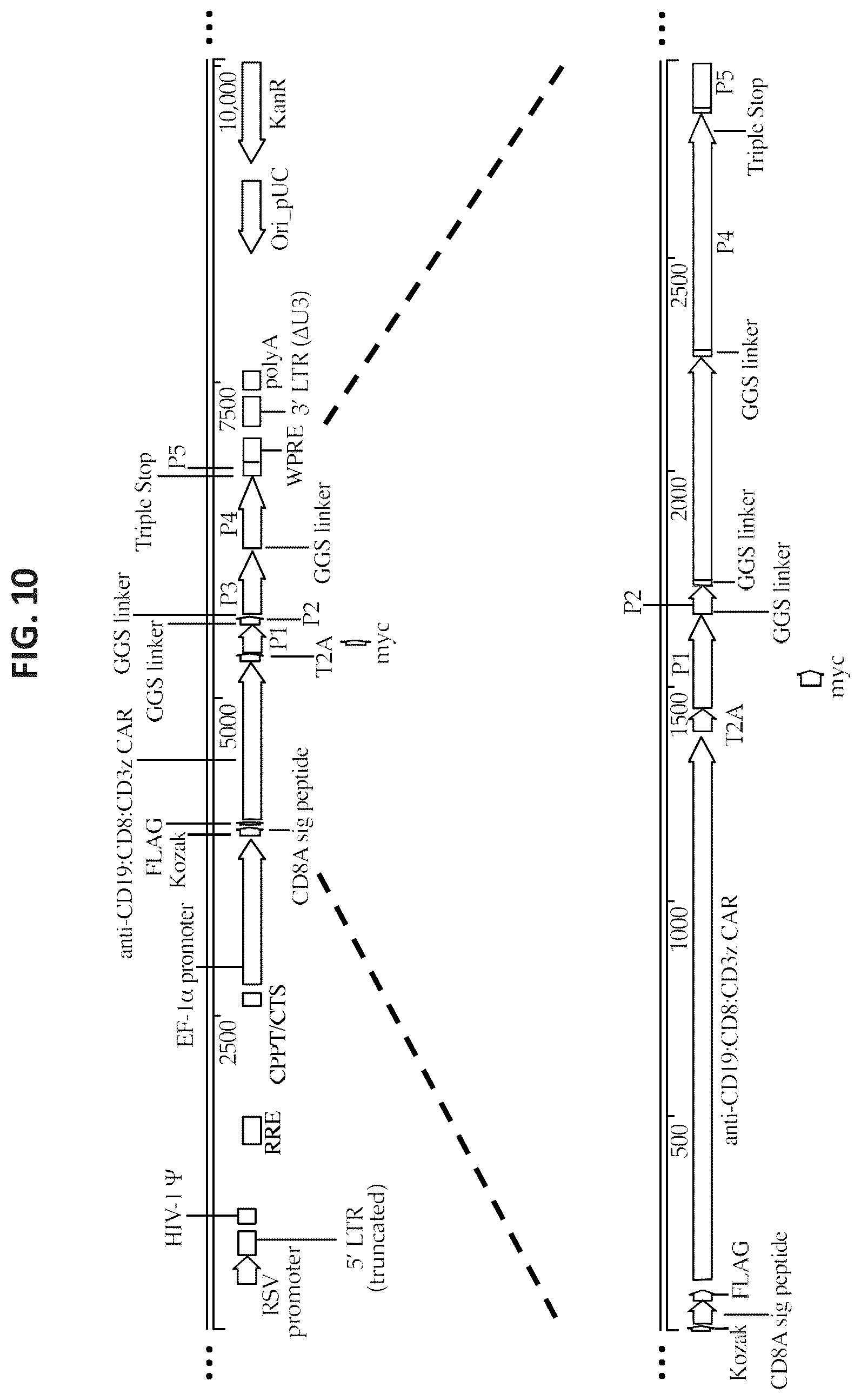 Patent US12325728 Figure 12 – Methods and compositions for genetically modifying lymphocytes to express polypeptides comprising the intracellular domain of CD79A and CD79B