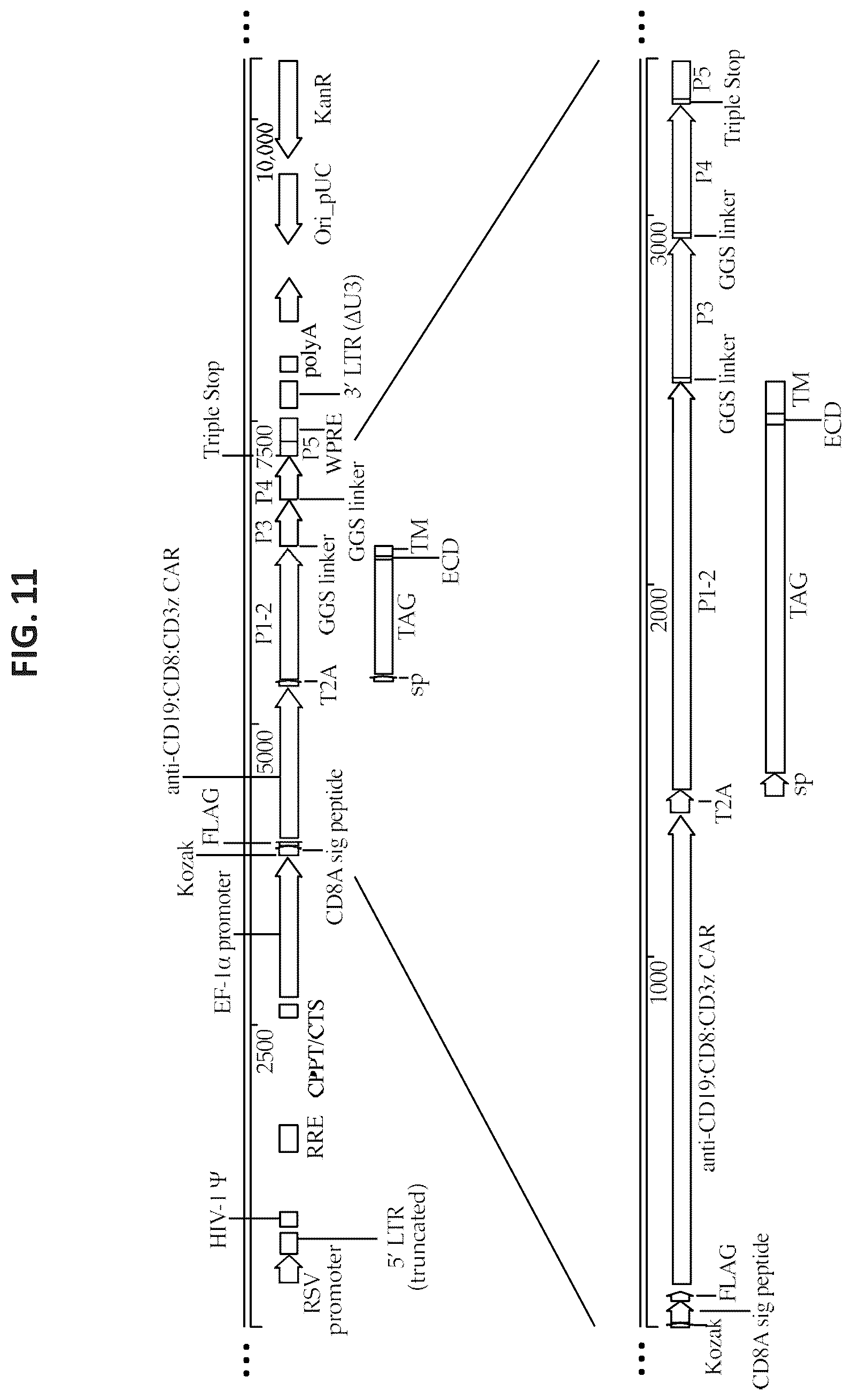 Patent US12325728 Figure 13 – Methods and compositions for genetically modifying lymphocytes to express polypeptides comprising the intracellular domain of CD79A and CD79B