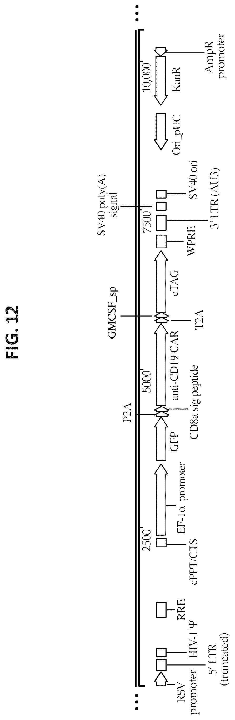 Patent US12325728 Figure 14 – Methods and compositions for genetically modifying lymphocytes to express polypeptides comprising the intracellular domain of CD79A and CD79B