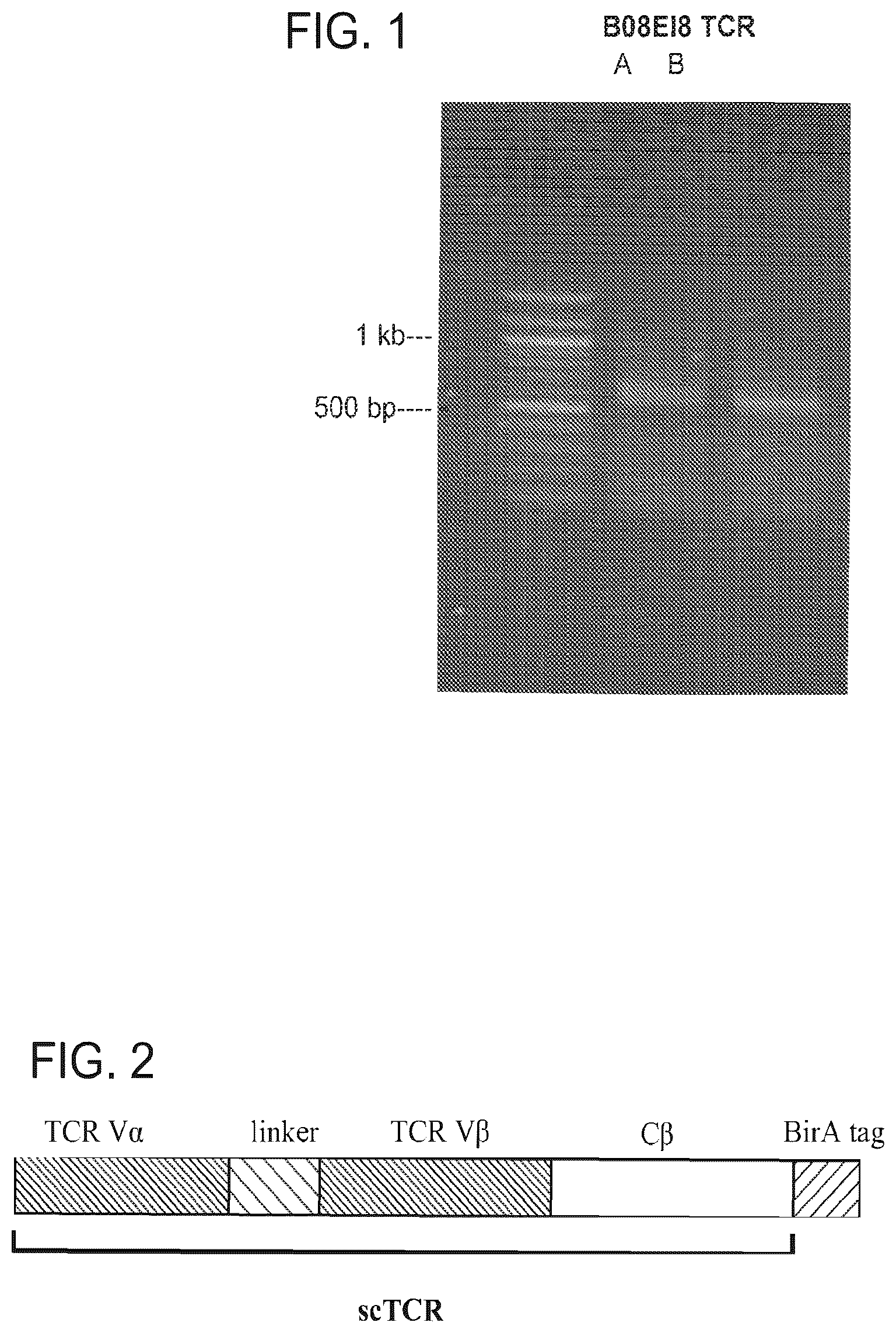 Patent US12325734 Figure 1 – Human immunodeficiency virus-specific T cell receptors