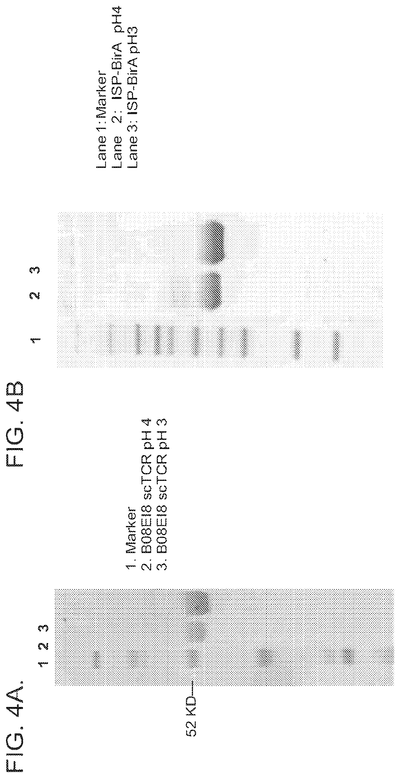 Patent US12325734 Figure 5 – Human immunodeficiency virus-specific T cell receptors