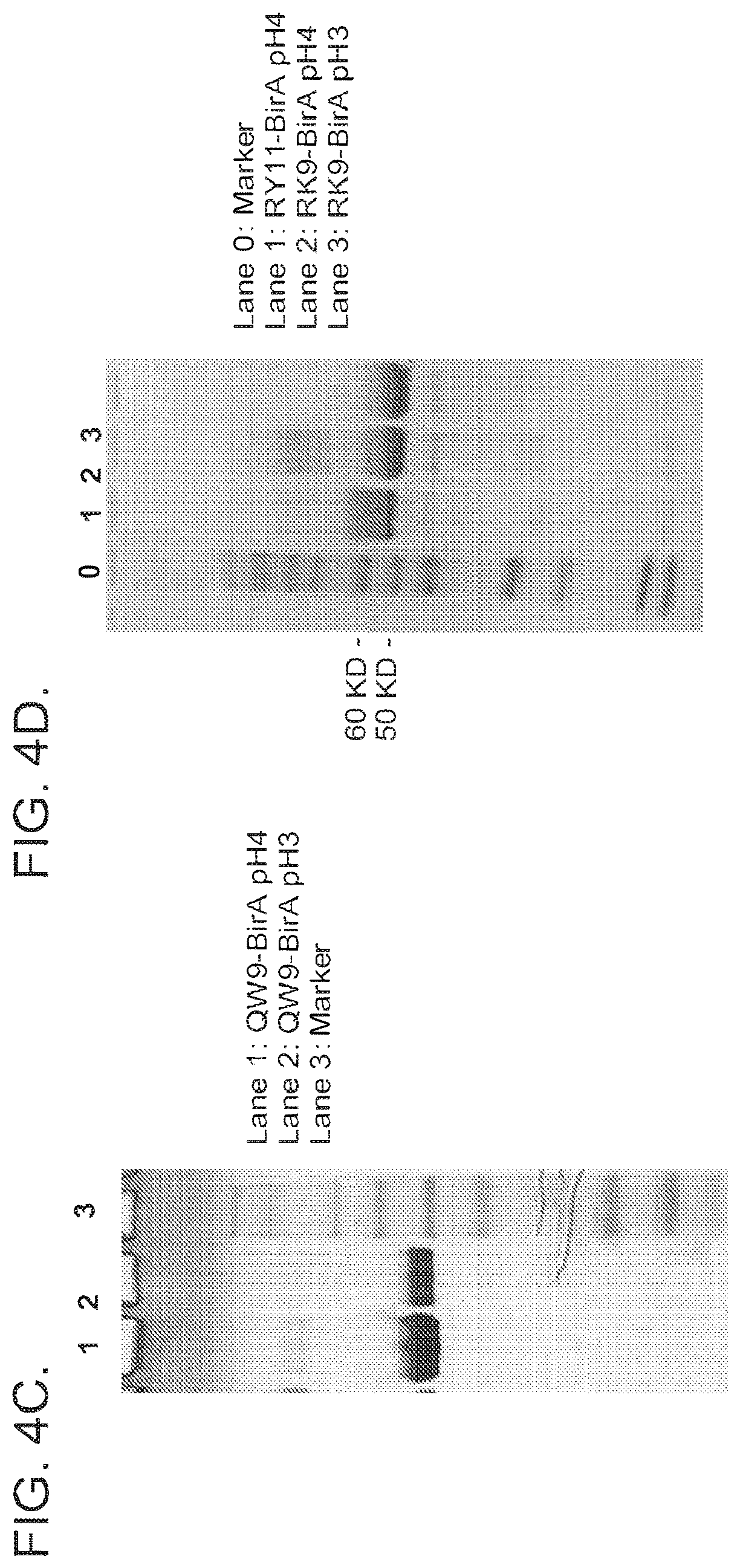 Patent US12325734 Figure 6 – Human immunodeficiency virus-specific T cell receptors