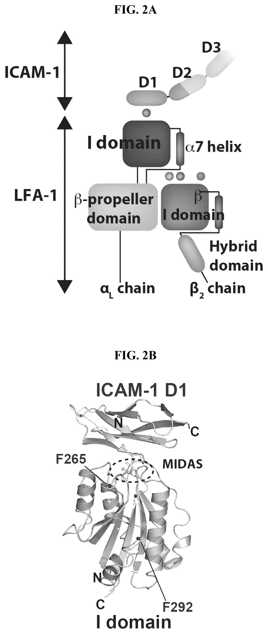 Patent US12325736 Figure 3 – Transduced T cells expressing human SSTR2 and application thereof