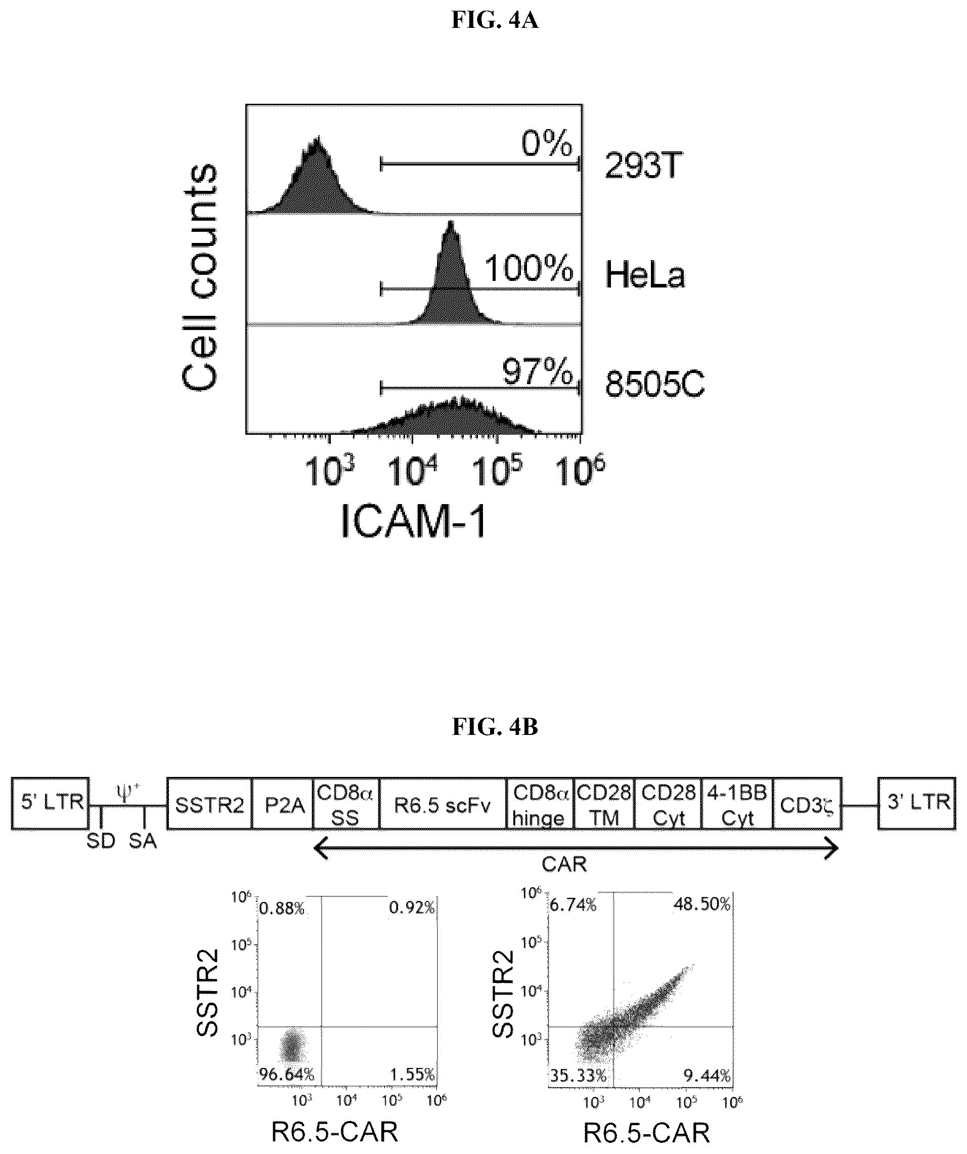 Patent US12325736 Figure 7 – Transduced T cells expressing human SSTR2 and application thereof