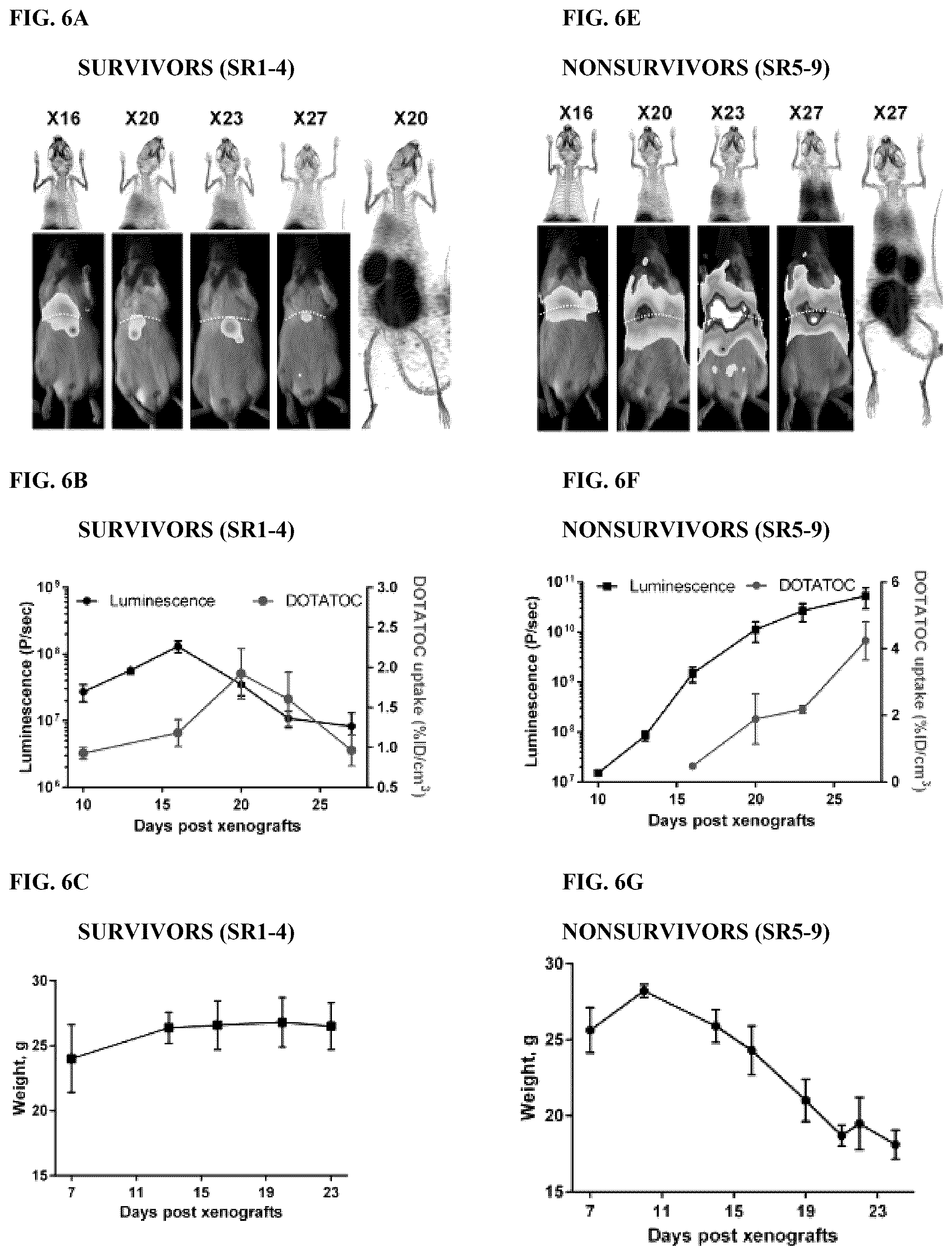 Patent US12325736 Figure 10 – Transduced T cells expressing human SSTR2 and application thereof