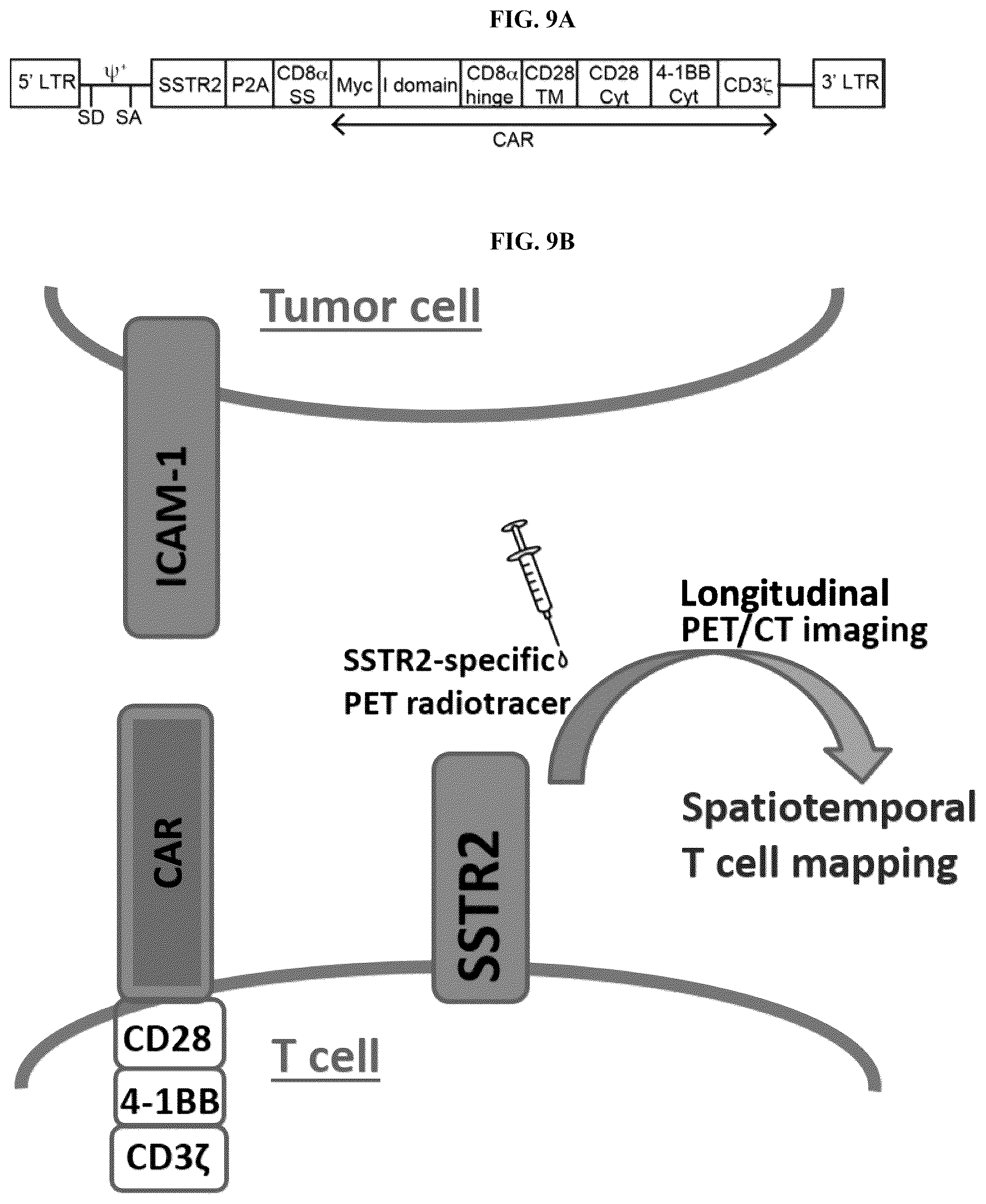 Patent US12325736 Figure 15 – Transduced T cells expressing human SSTR2 and application thereof