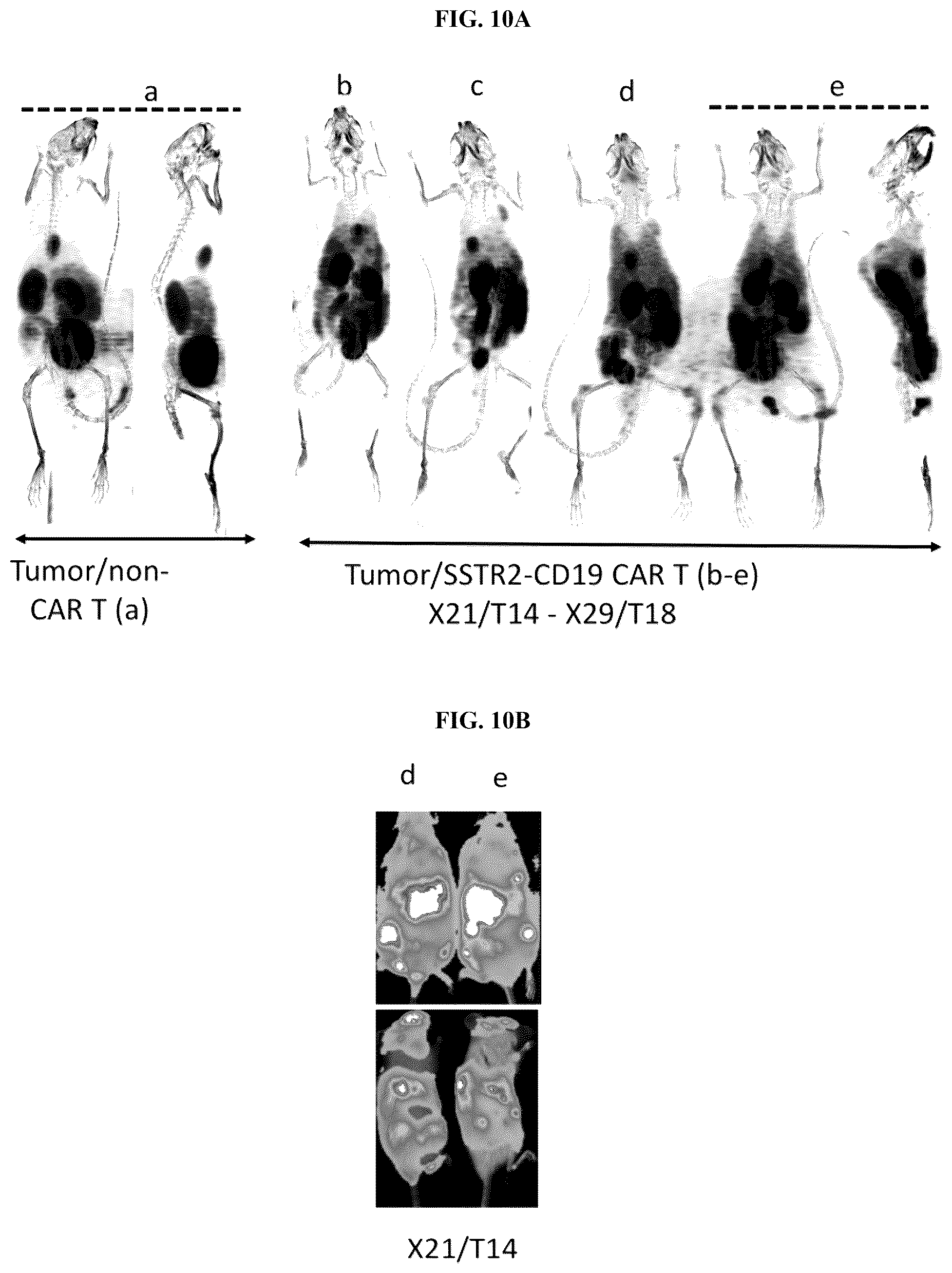 Patent US12325736 Figure 19 – Transduced T cells expressing human SSTR2 and application thereof