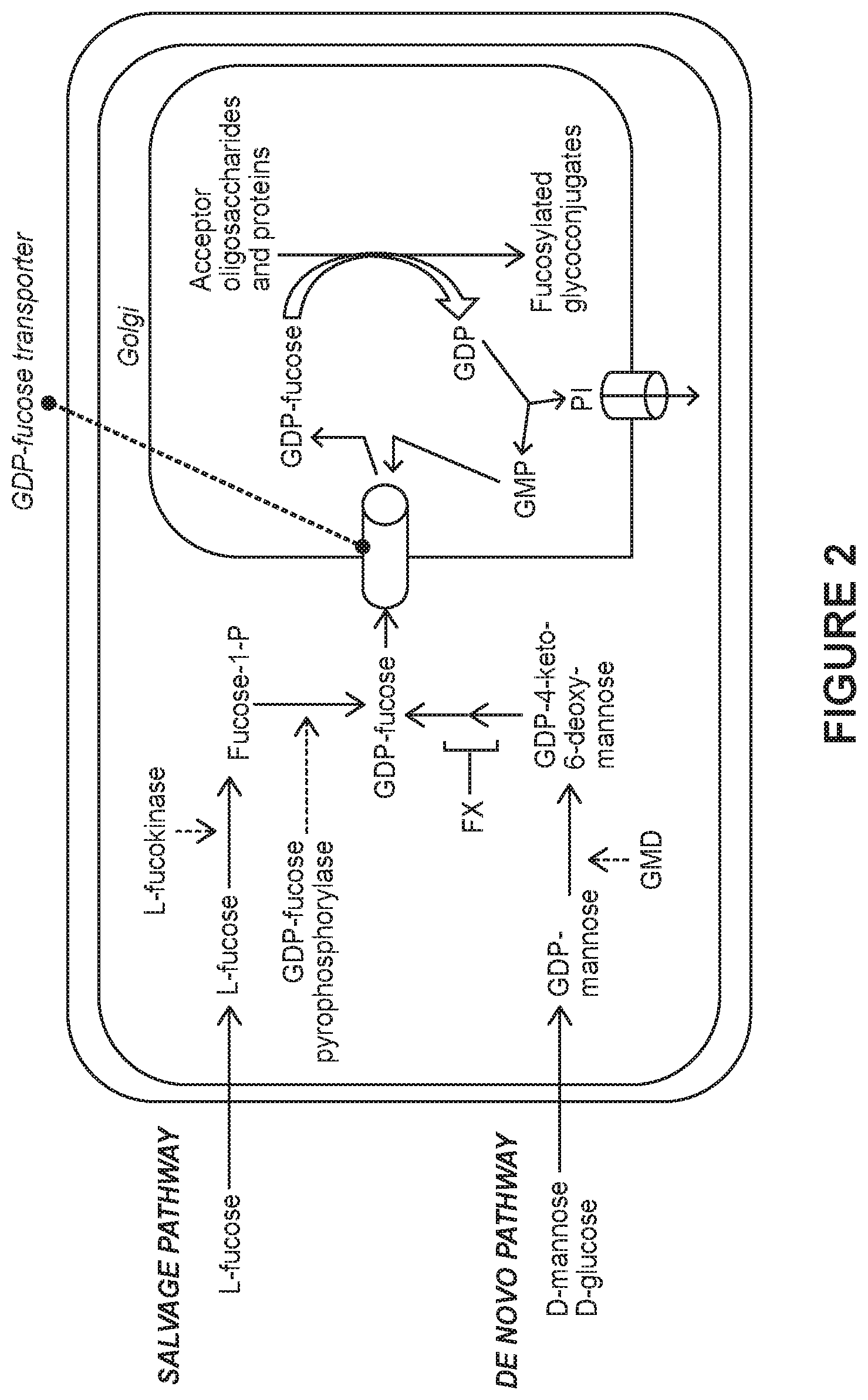 Patent US12325737 Figure 3 – Total afucosylated glycoforms of antibodies produced in cell culture