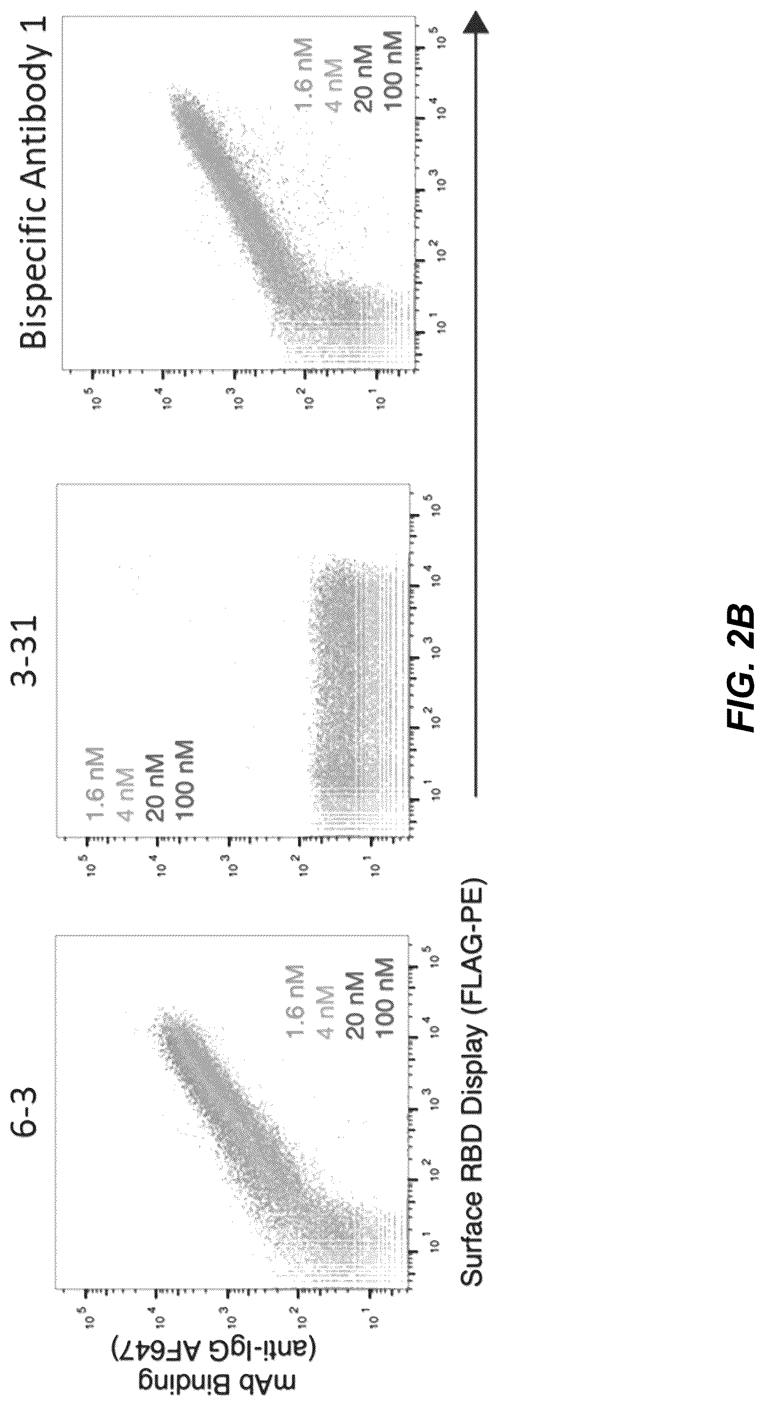Patent US12325739 Figure 3 – Bispecific SARS-CoV-2 antibodies and methods of use