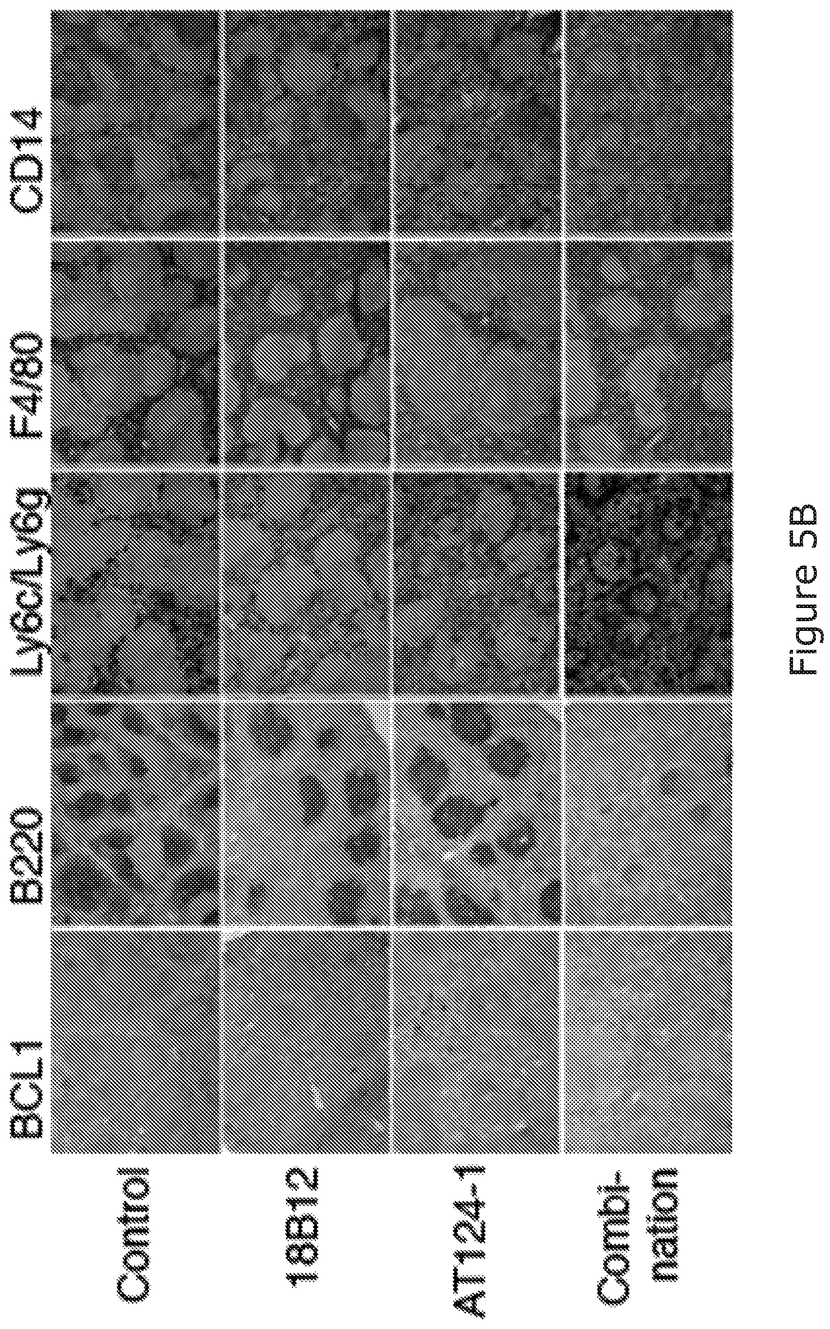 Patent US12325754 Figure 9 – Cancer and B-cell related disease therapy