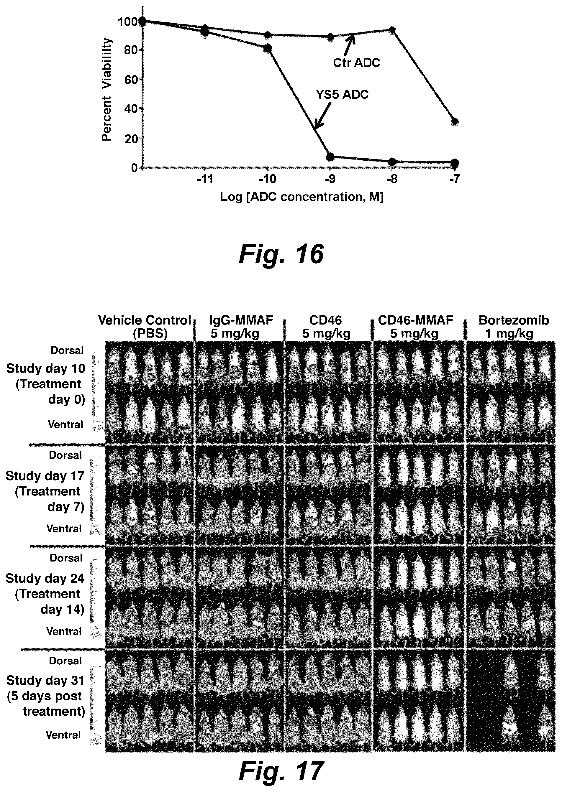 Patent US12325755 Figure 15 – Macropinocytosing human anti-CD46 antibodies and targeted cancer therapeutics