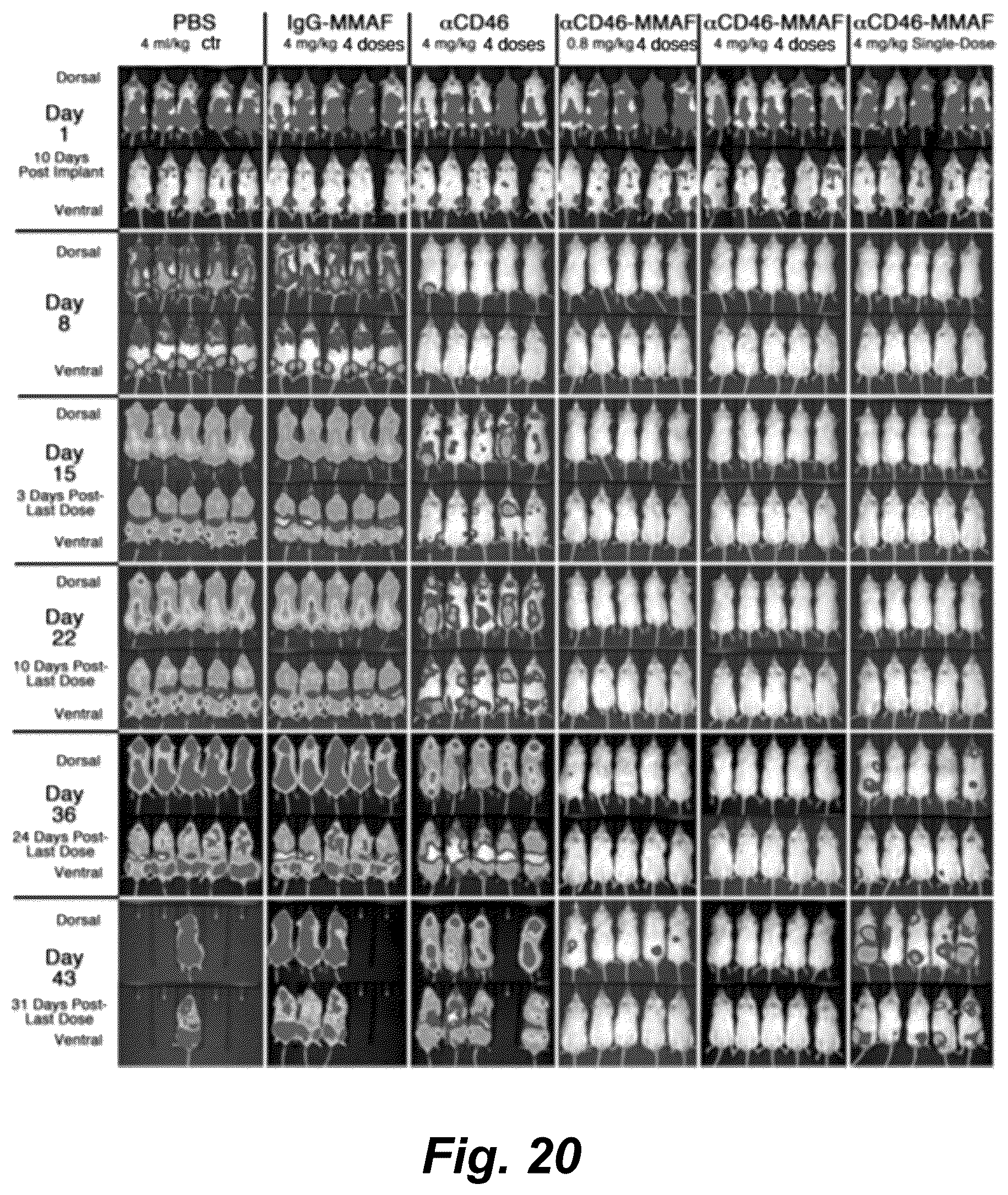 Patent US12325755 Figure 17 – Macropinocytosing human anti-CD46 antibodies and targeted cancer therapeutics