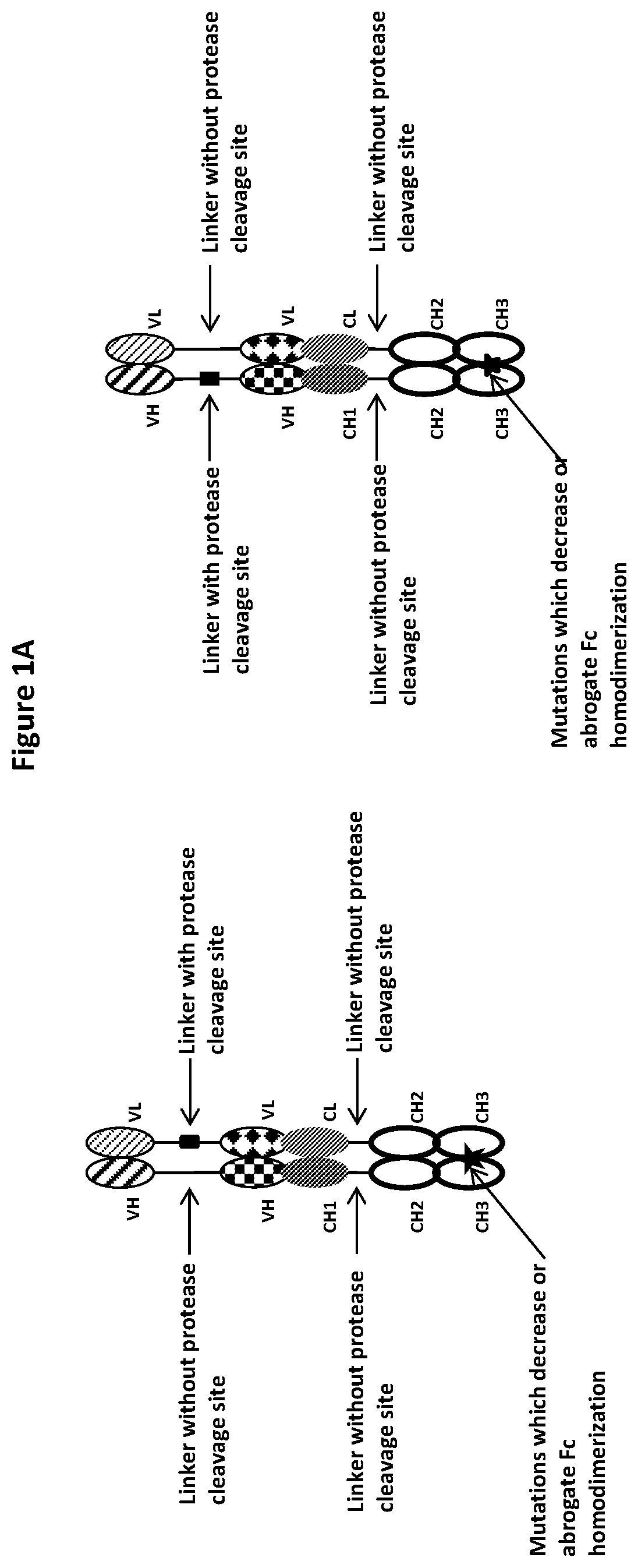 Patent US12325757 Figure 1 – Protease cleavable bispecific antibodies and uses thereof
