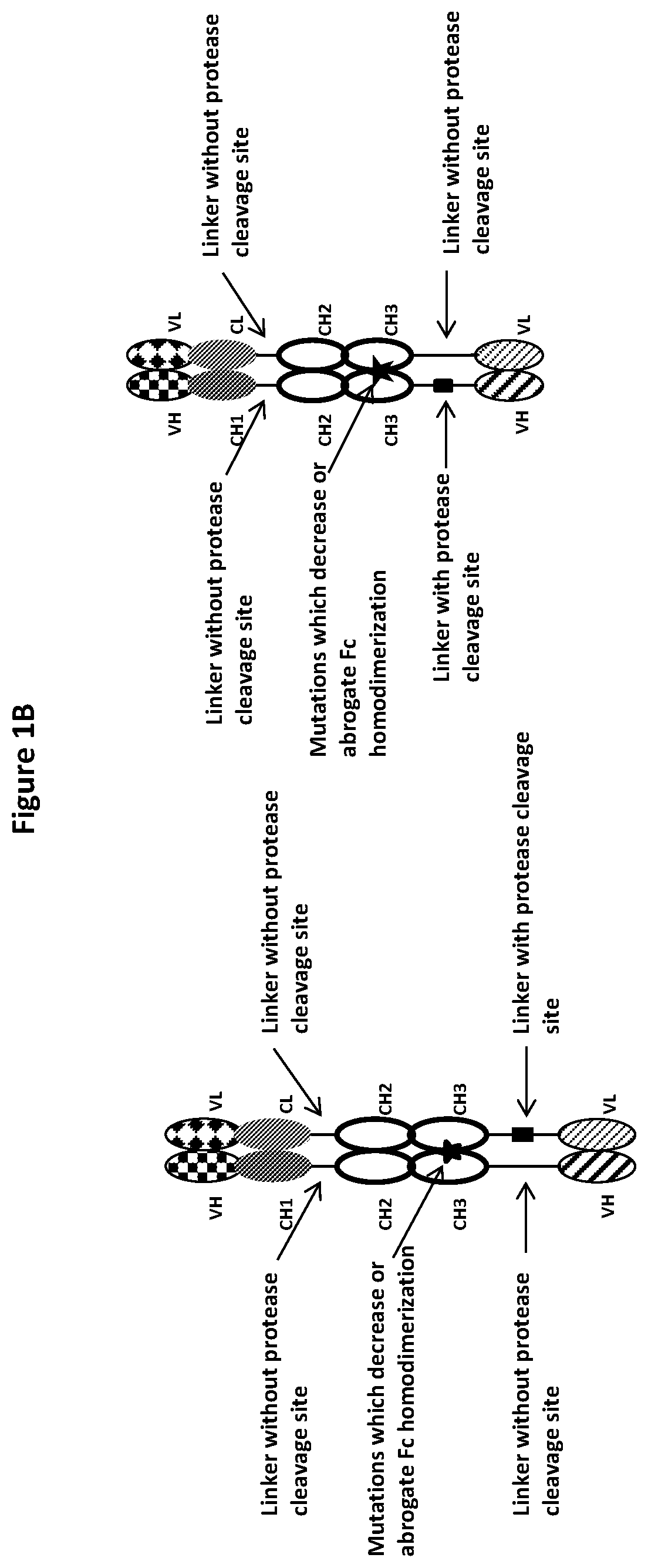 Patent US12325757 Figure 2 – Protease cleavable bispecific antibodies and uses thereof