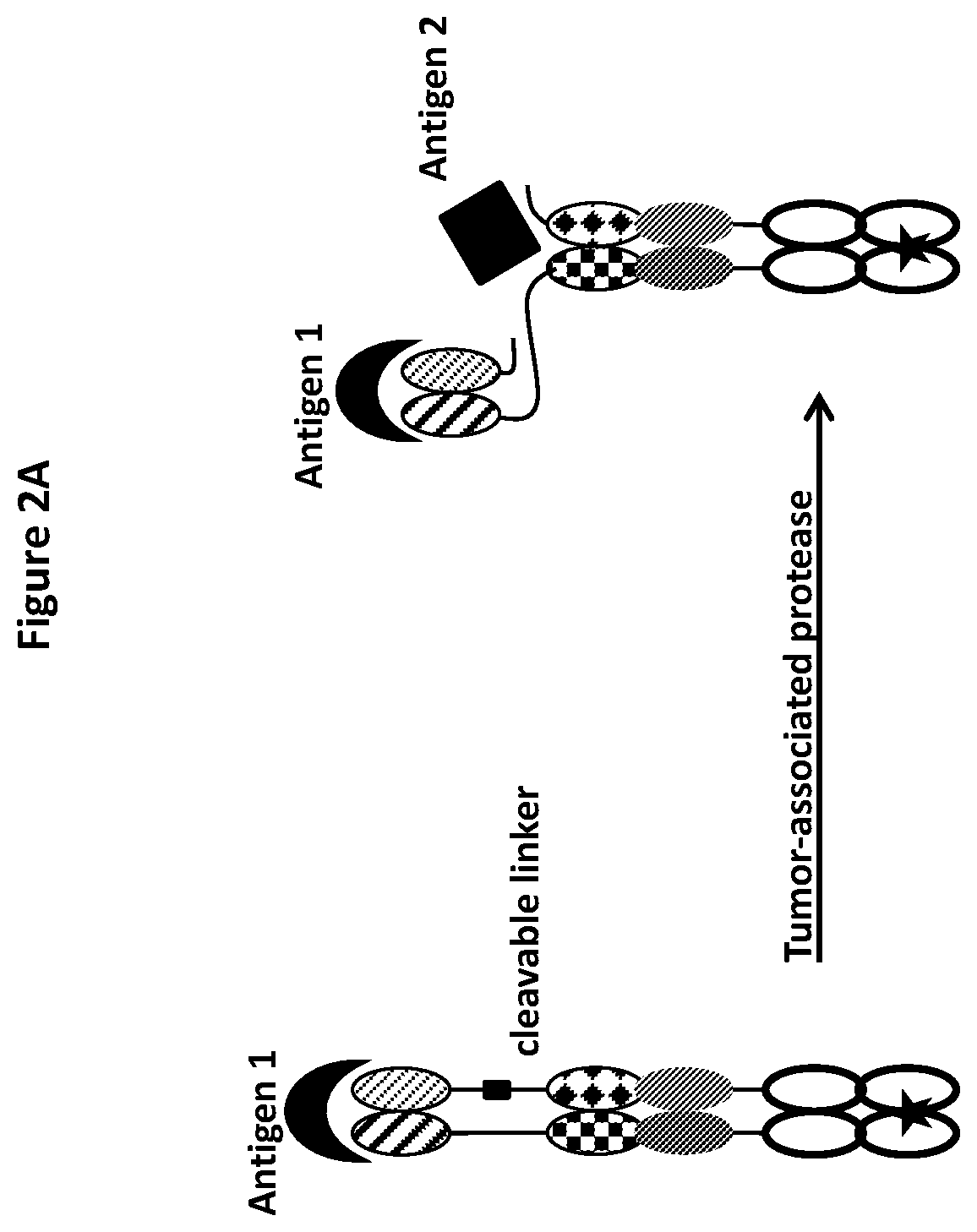 Patent US12325757 Figure 3 – Protease cleavable bispecific antibodies and uses thereof