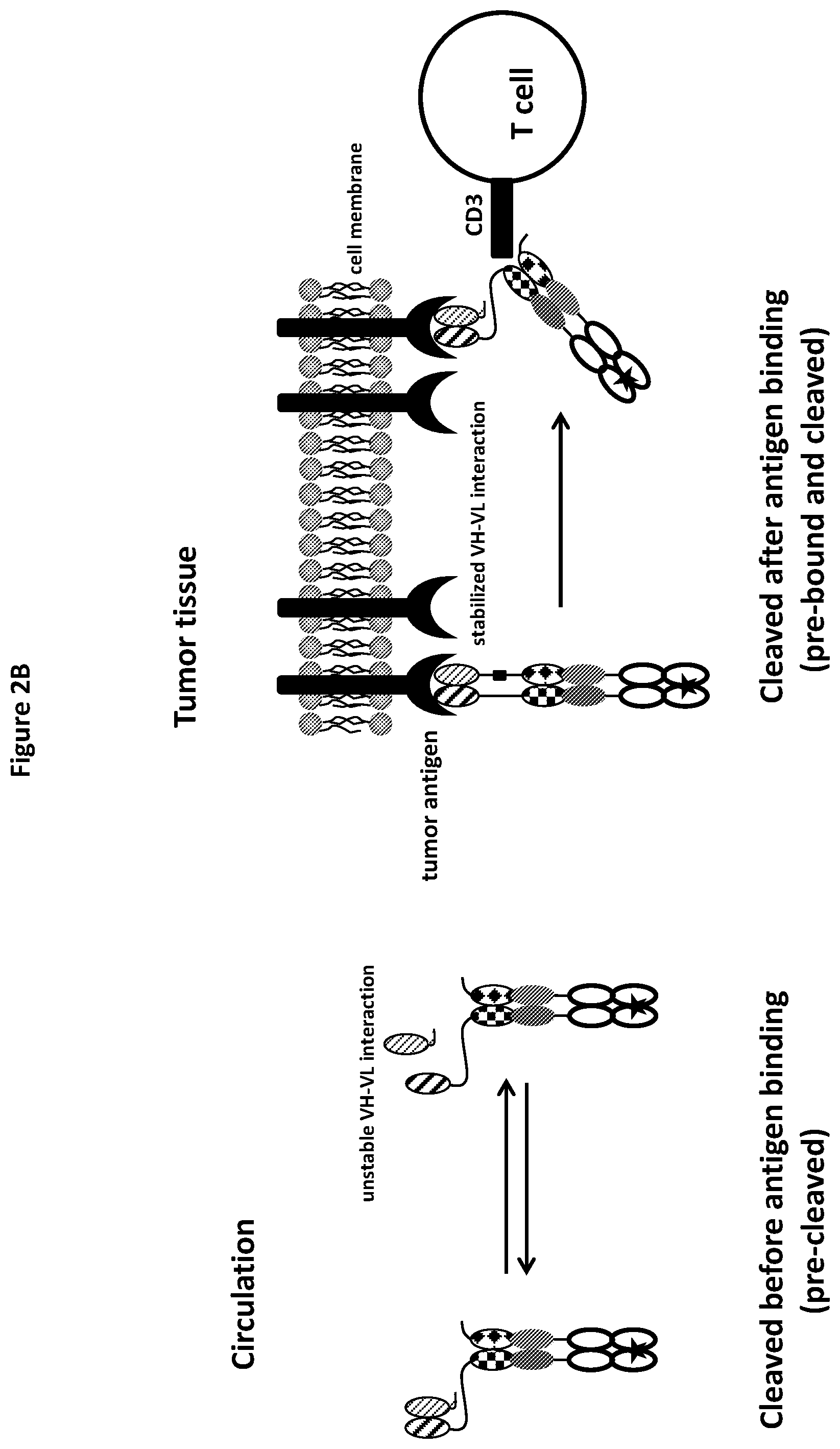 Patent US12325757 Figure 4 – Protease cleavable bispecific antibodies and uses thereof