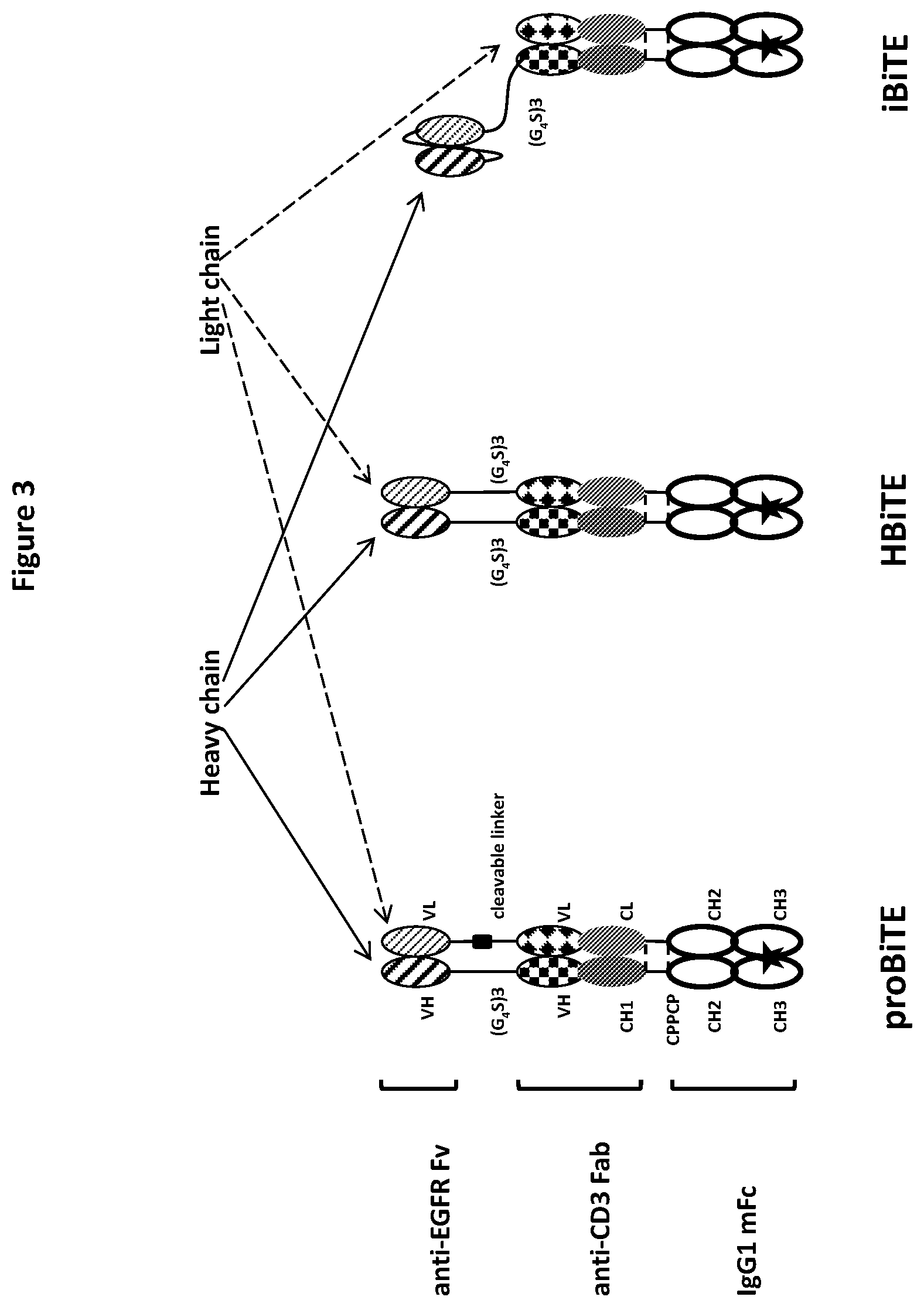 Patent US12325757 Figure 5 – Protease cleavable bispecific antibodies and uses thereof