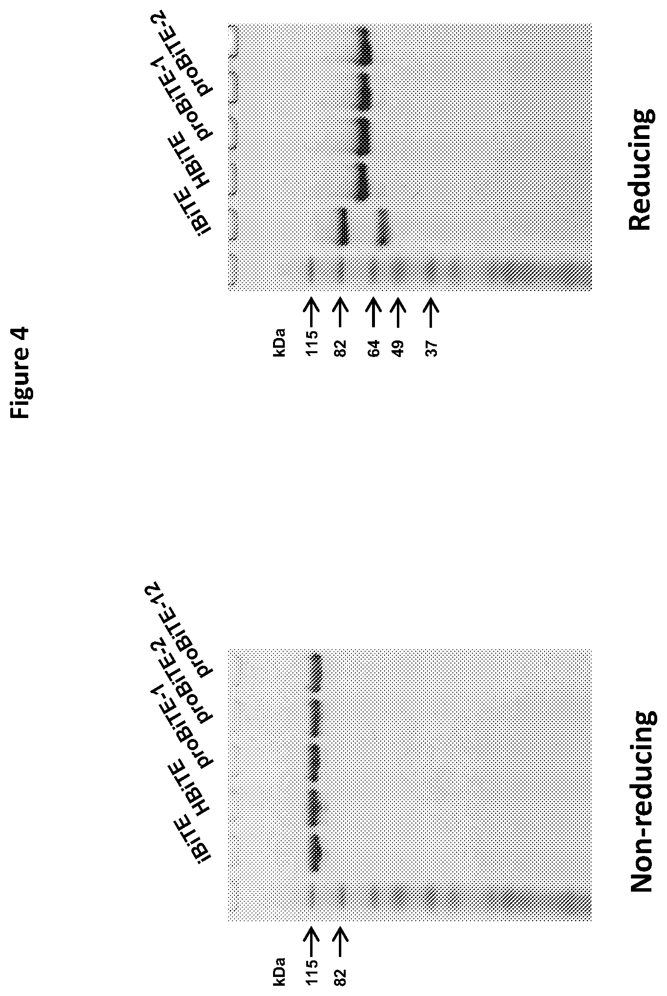 Patent US12325757 Figure 6 – Protease cleavable bispecific antibodies and uses thereof