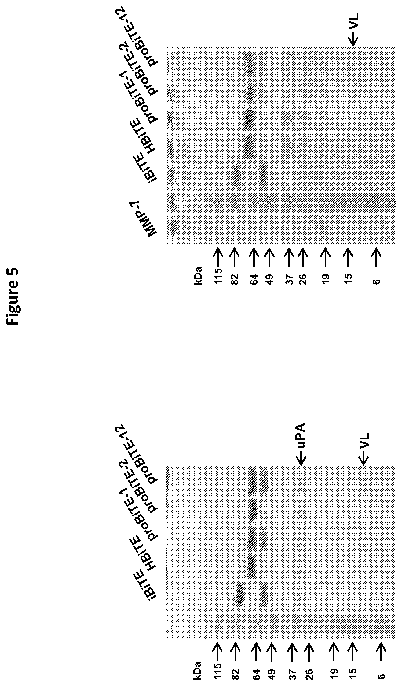 Patent US12325757 Figure 7 – Protease cleavable bispecific antibodies and uses thereof
