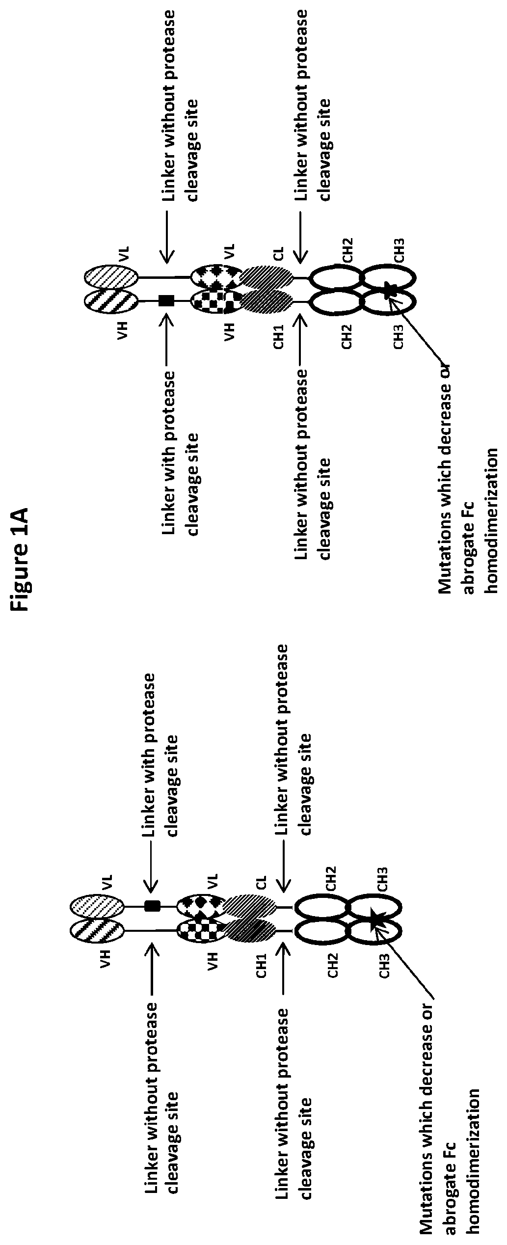 Patent US12325758 Figure 1 – Protease cleavable bispecific antibodies and uses thereof