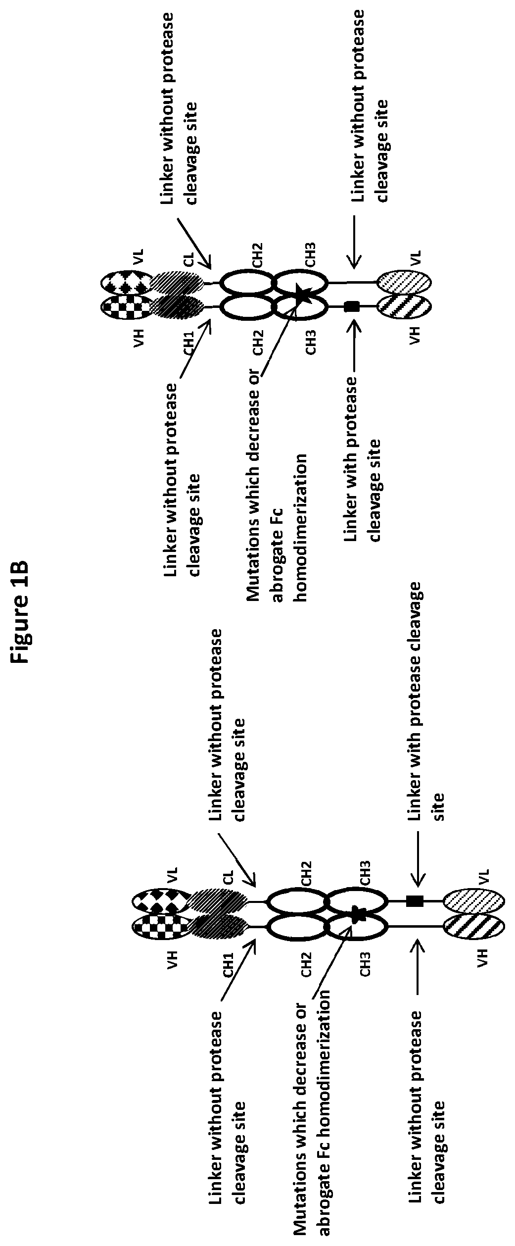 Patent US12325758 Figure 2 – Protease cleavable bispecific antibodies and uses thereof