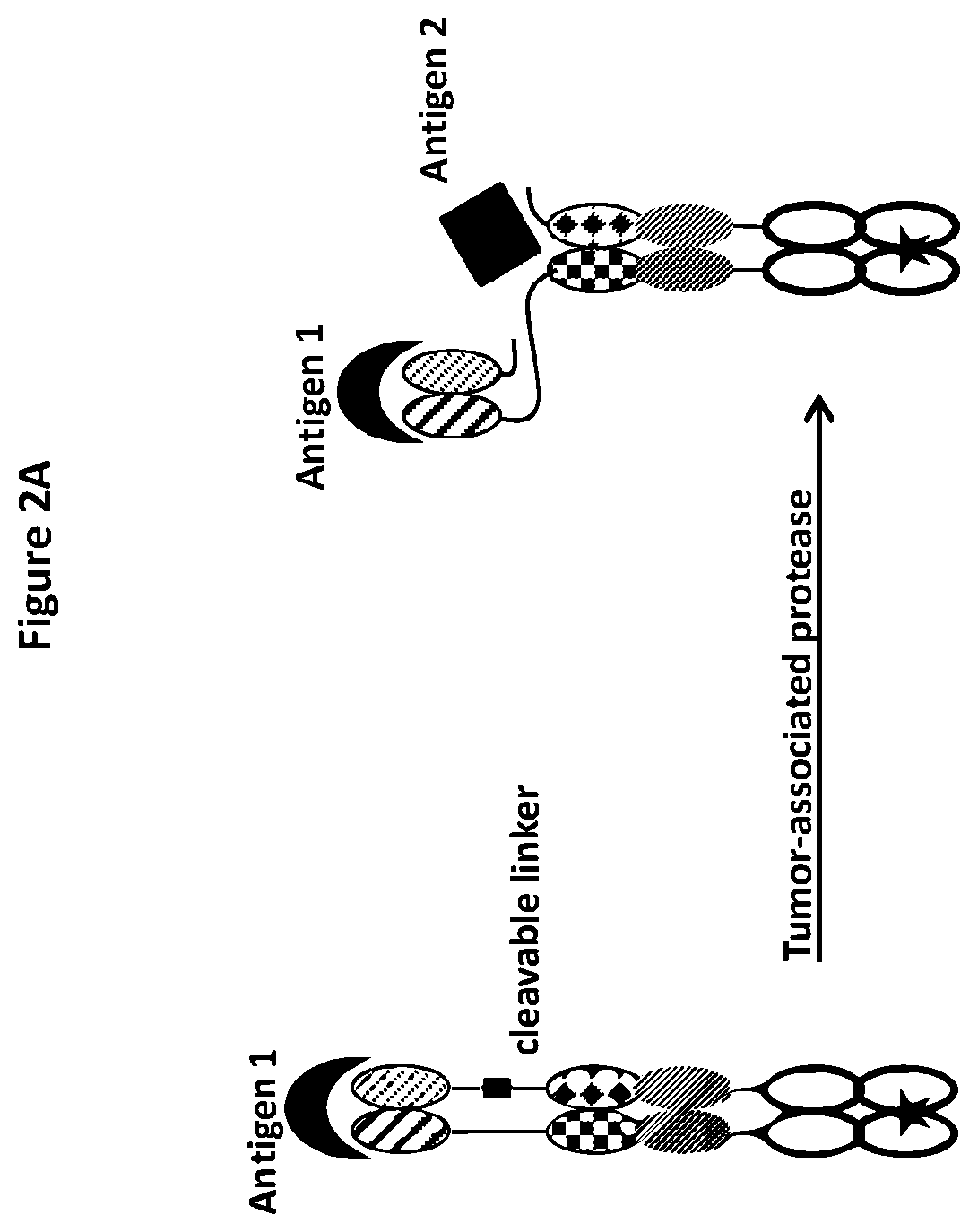 Patent US12325758 Figure 3 – Protease cleavable bispecific antibodies and uses thereof