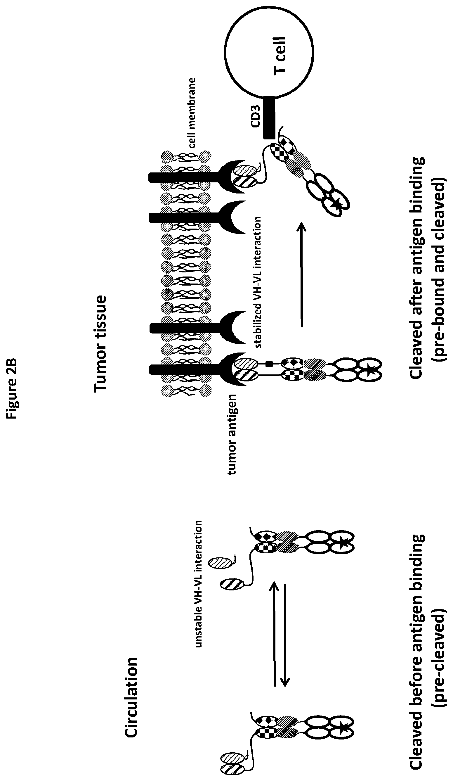 Patent US12325758 Figure 4 – Protease cleavable bispecific antibodies and uses thereof