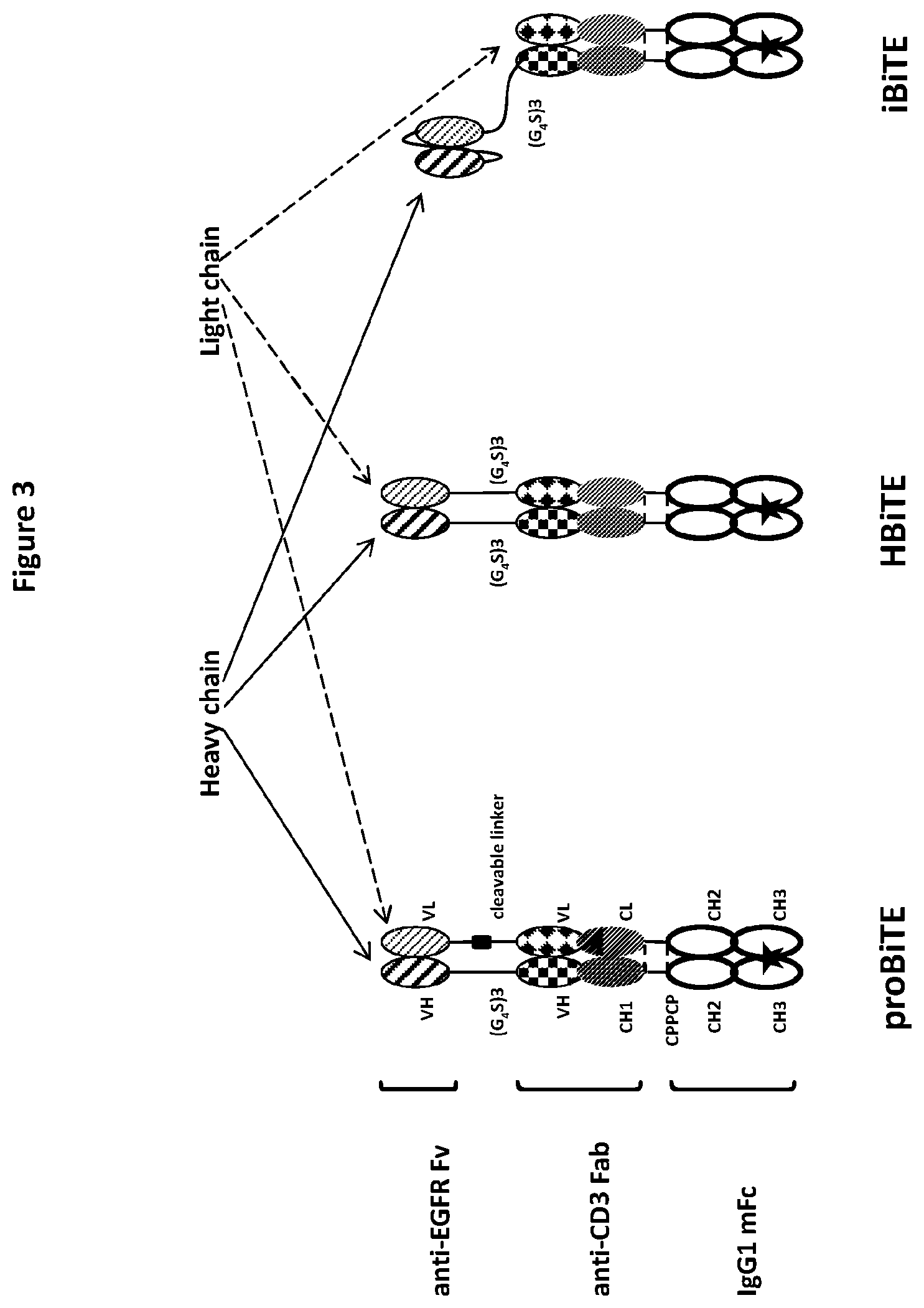 Patent US12325758 Figure 5 – Protease cleavable bispecific antibodies and uses thereof