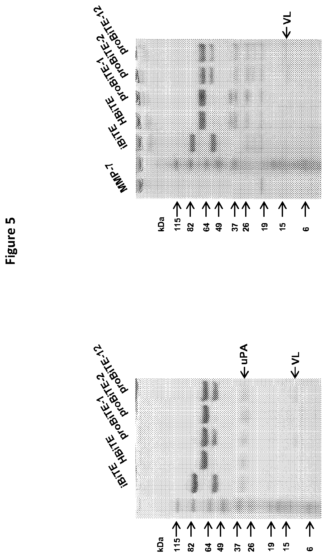 Patent US12325758 Figure 7 – Protease cleavable bispecific antibodies and uses thereof