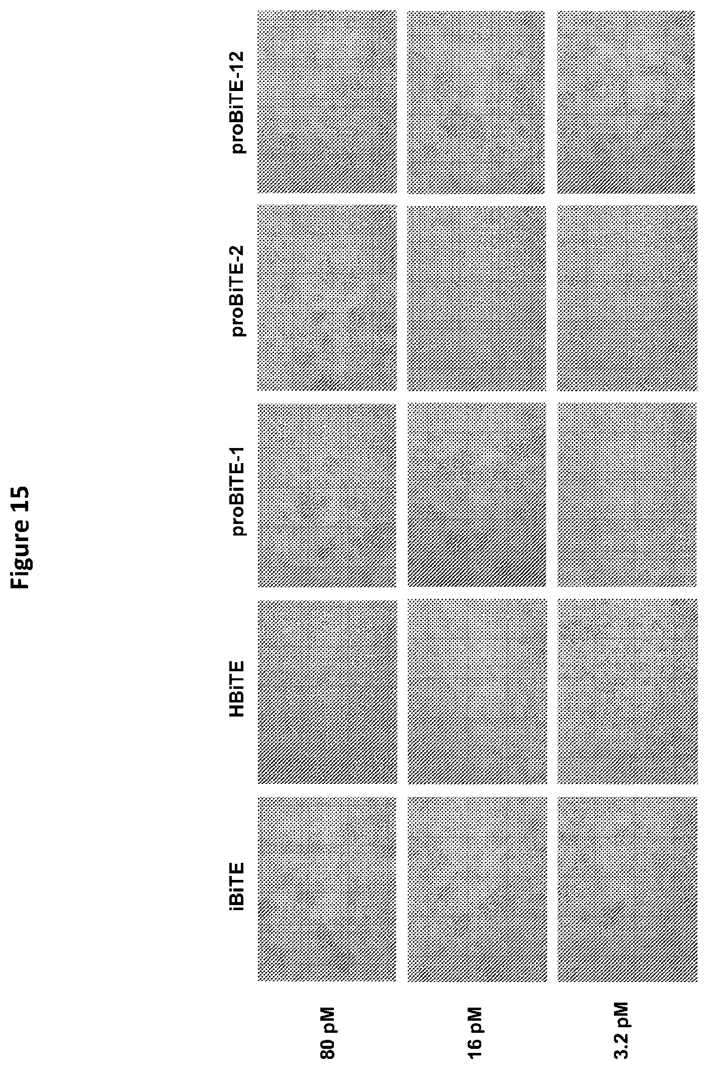 Patent US12325758 Figure 17 – Protease cleavable bispecific antibodies and uses thereof