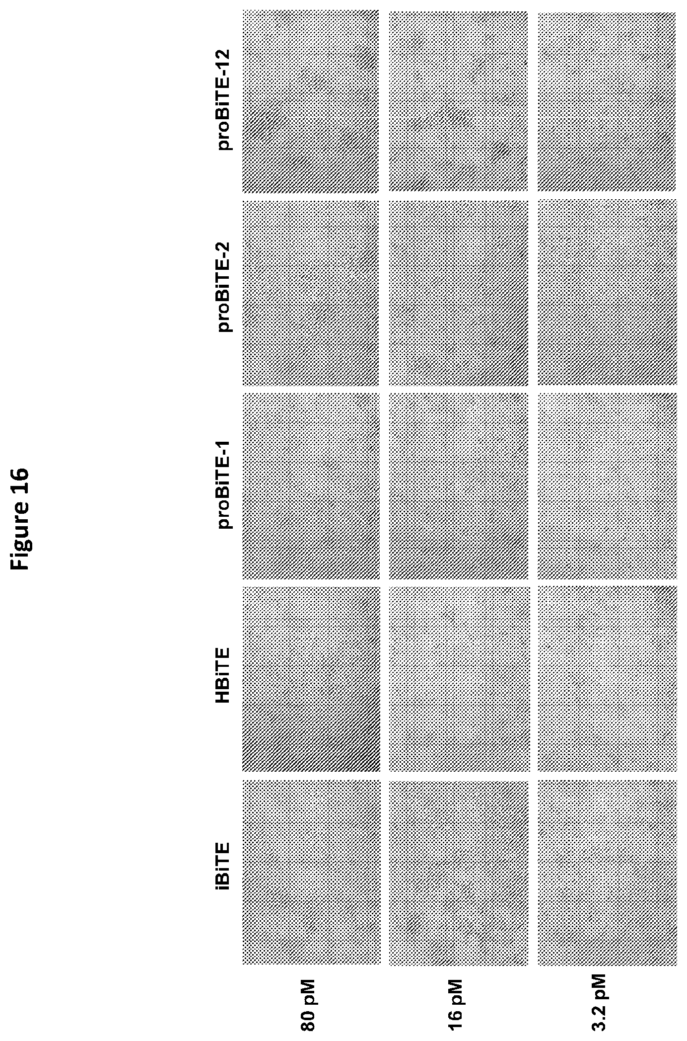Patent US12325758 Figure 18 – Protease cleavable bispecific antibodies and uses thereof