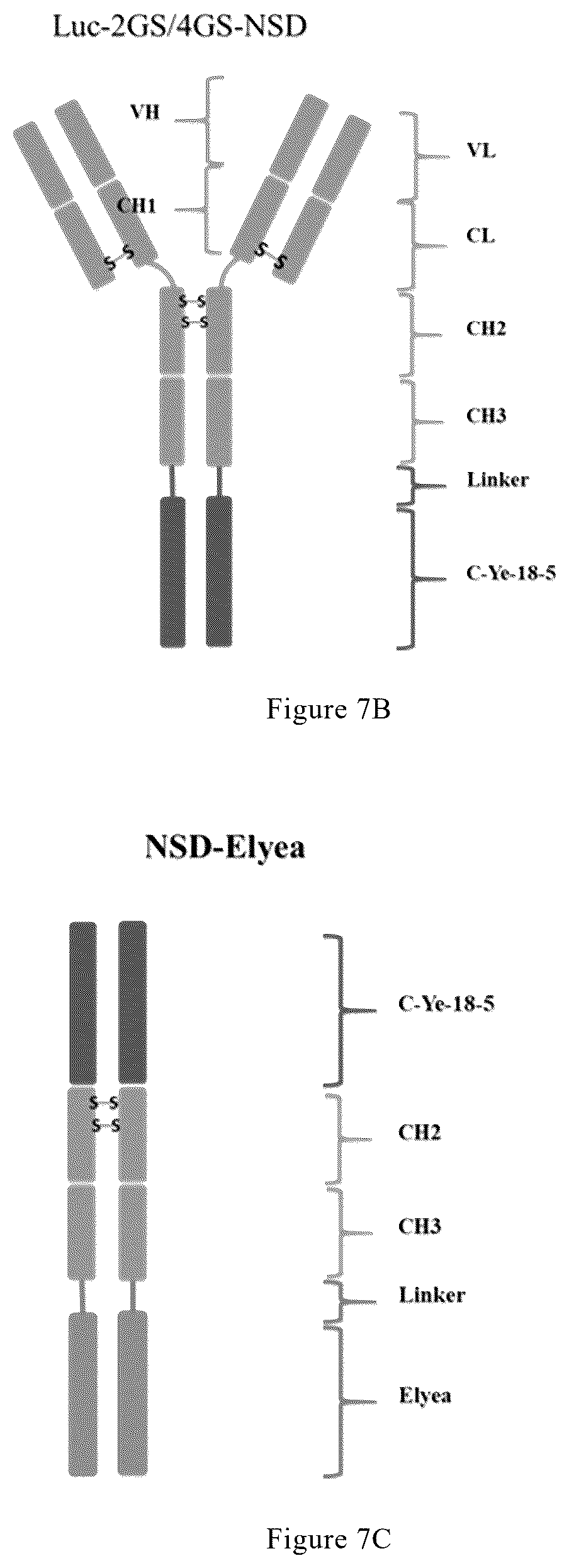 Patent US12325759 Figure 10 – Anti-VEGF-anti-PD-L1 bispecific antibody, pharmaceutical composition of same, and uses thereof