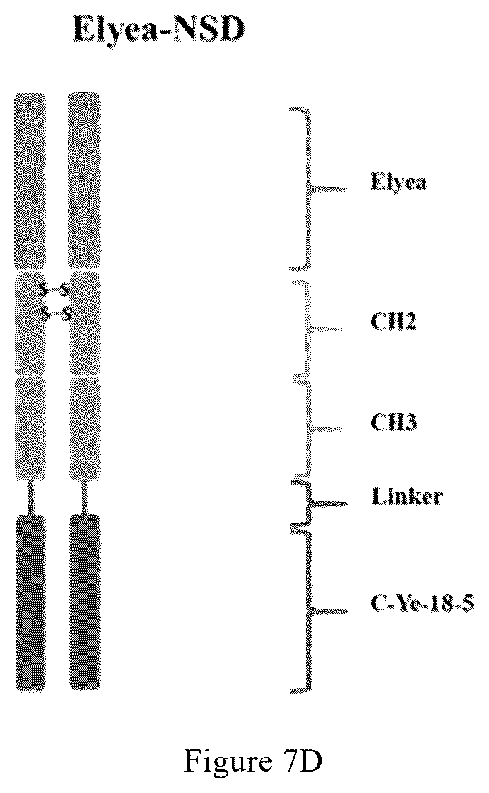 Patent US12325759 Figure 11 – Anti-VEGF-anti-PD-L1 bispecific antibody, pharmaceutical composition of same, and uses thereof