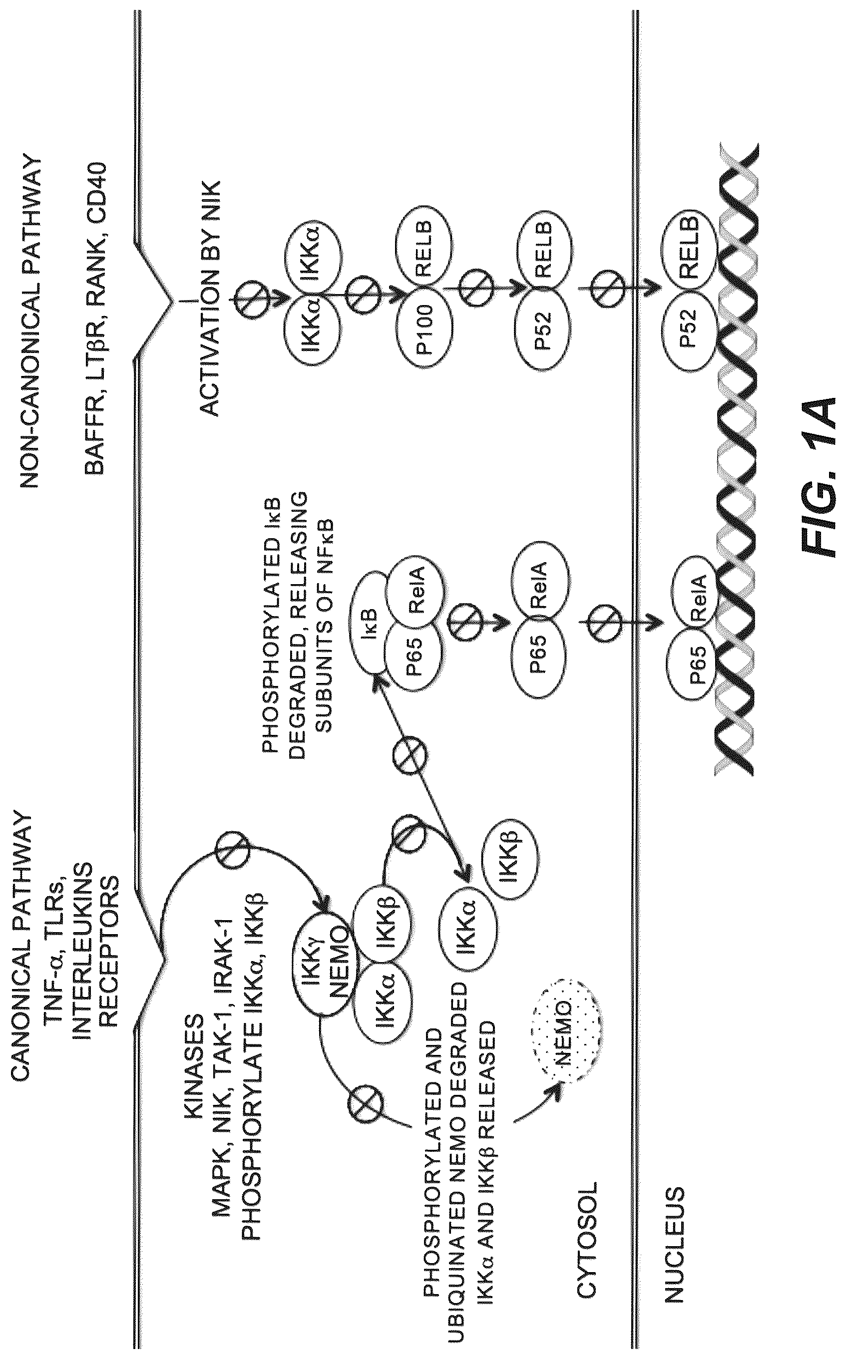 Patent US12325760 Figure 1 – Inhibitors of NF kappa-B activity for treatment of diseases and disorders