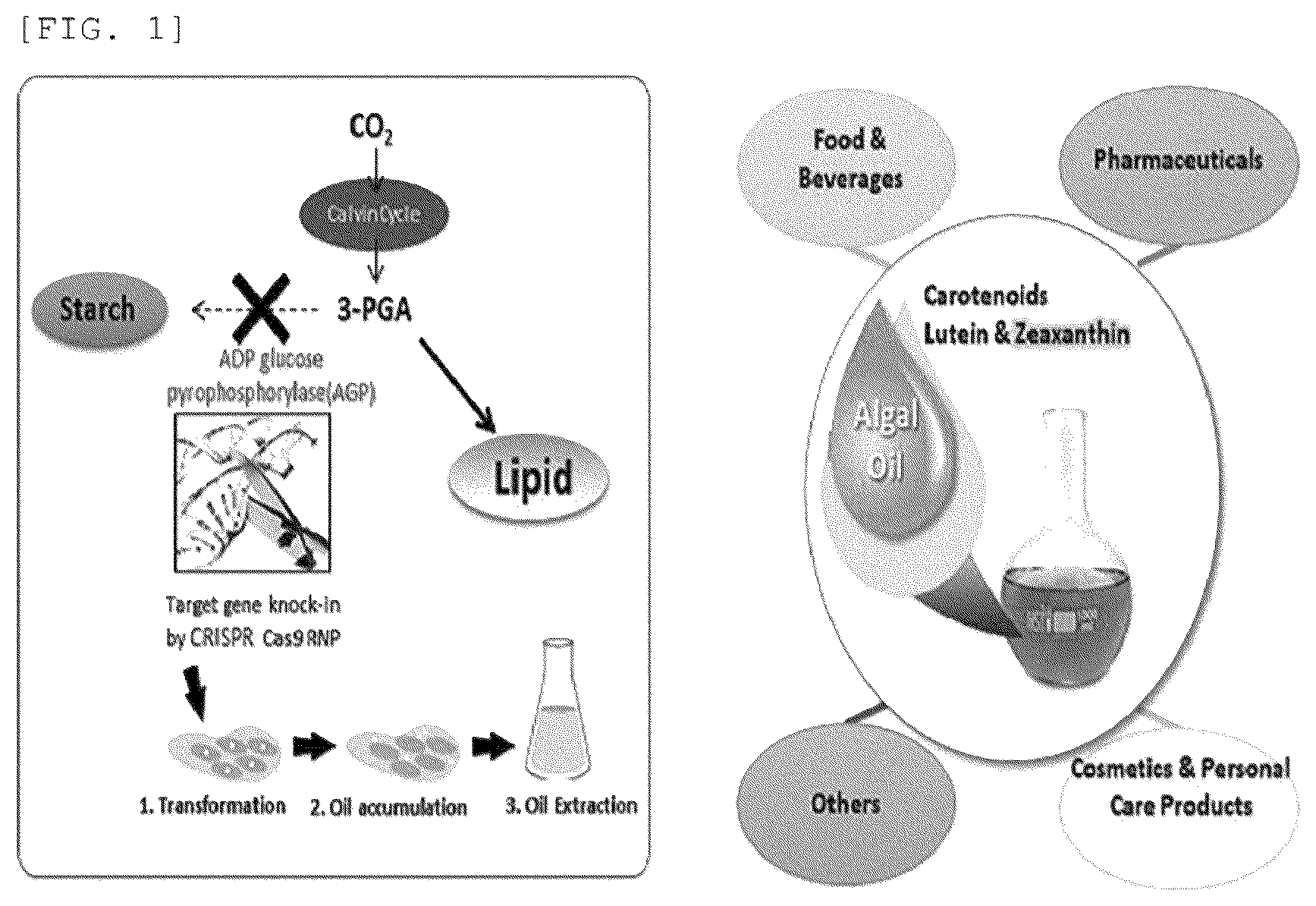 Patent US12325852 Figure 1 – Chlamydomonas mutant and use thereof