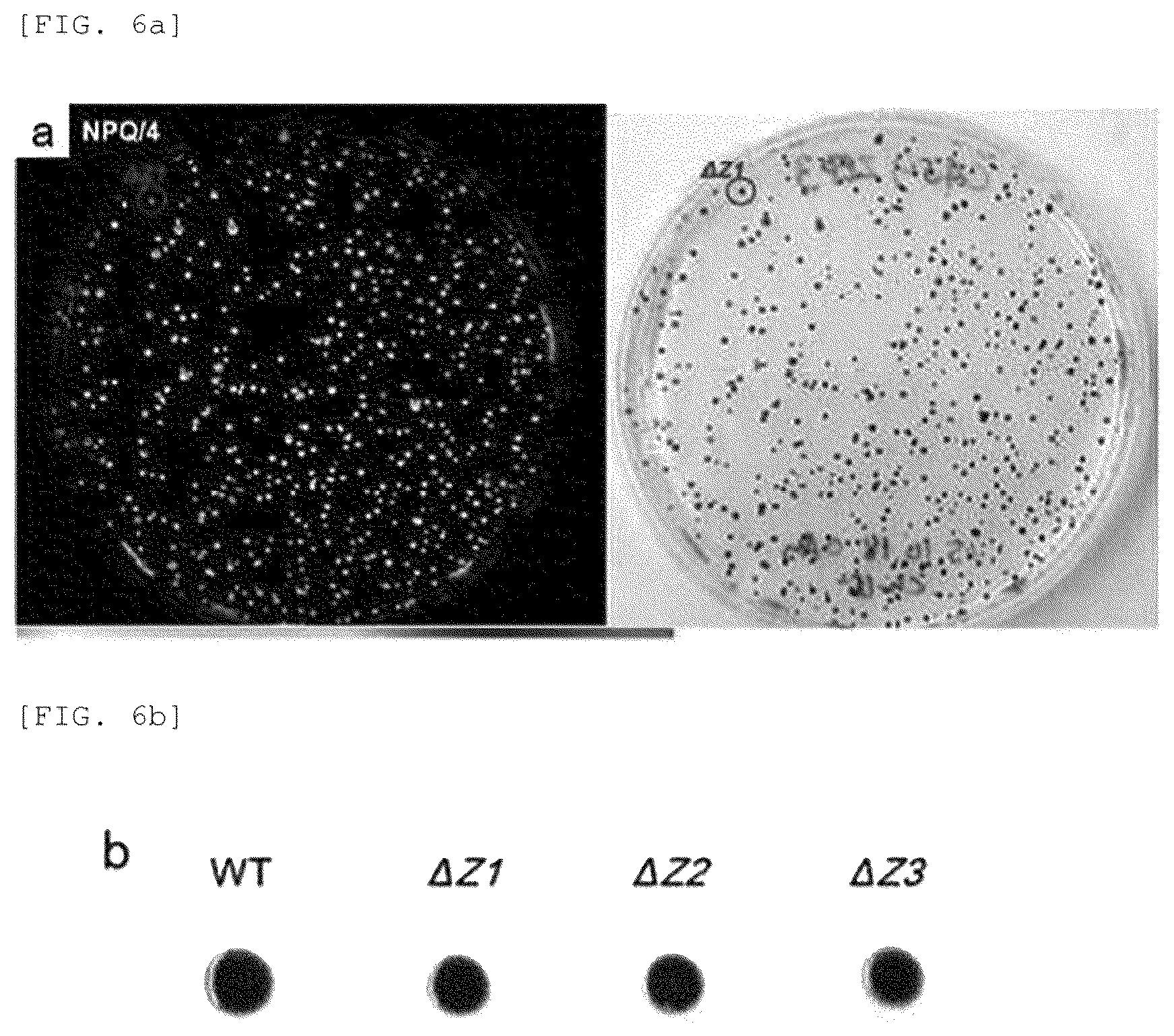 Patent US12325852 Figure 12 – Chlamydomonas mutant and use thereof