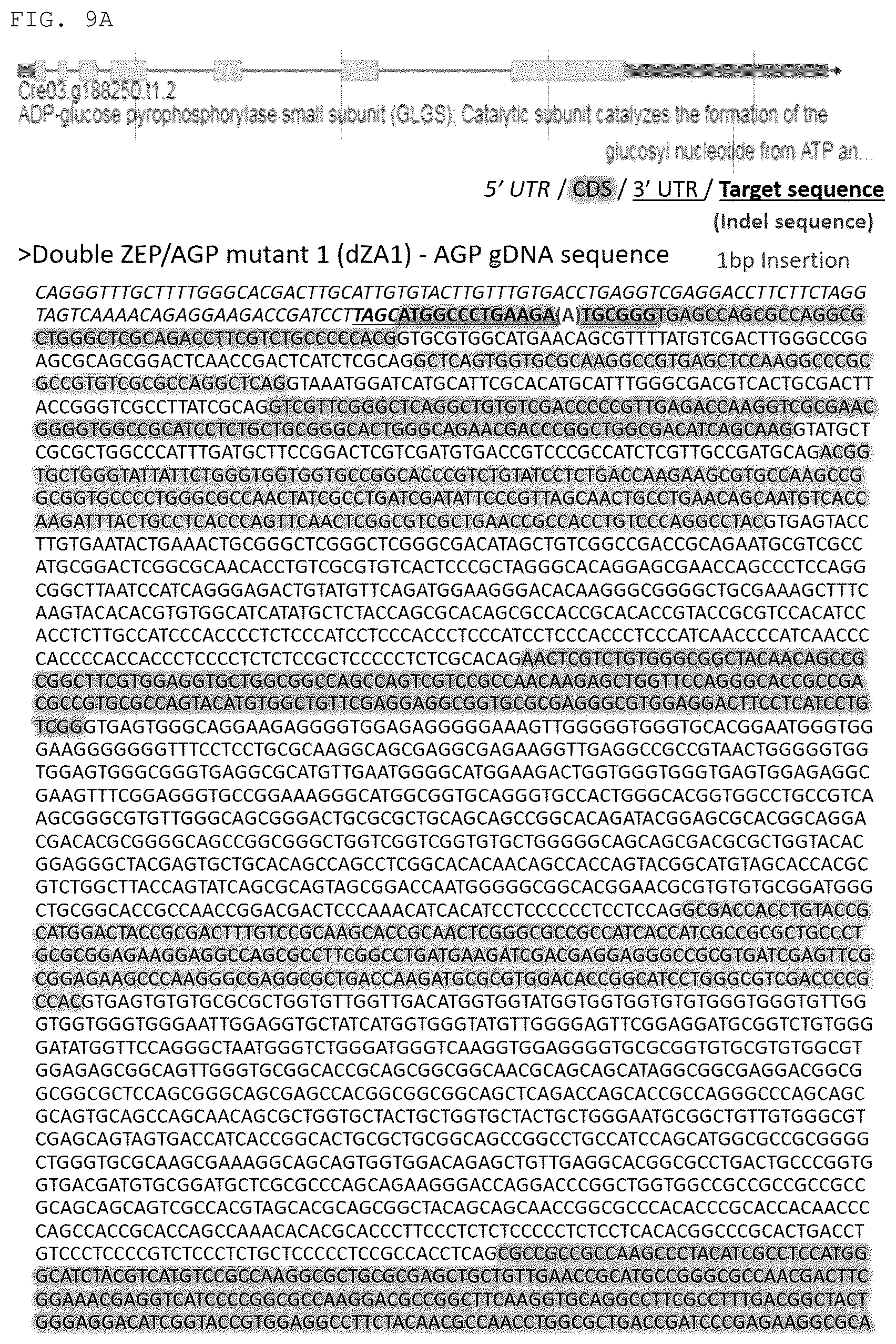 Patent US12325852 Figure 17 – Chlamydomonas mutant and use thereof