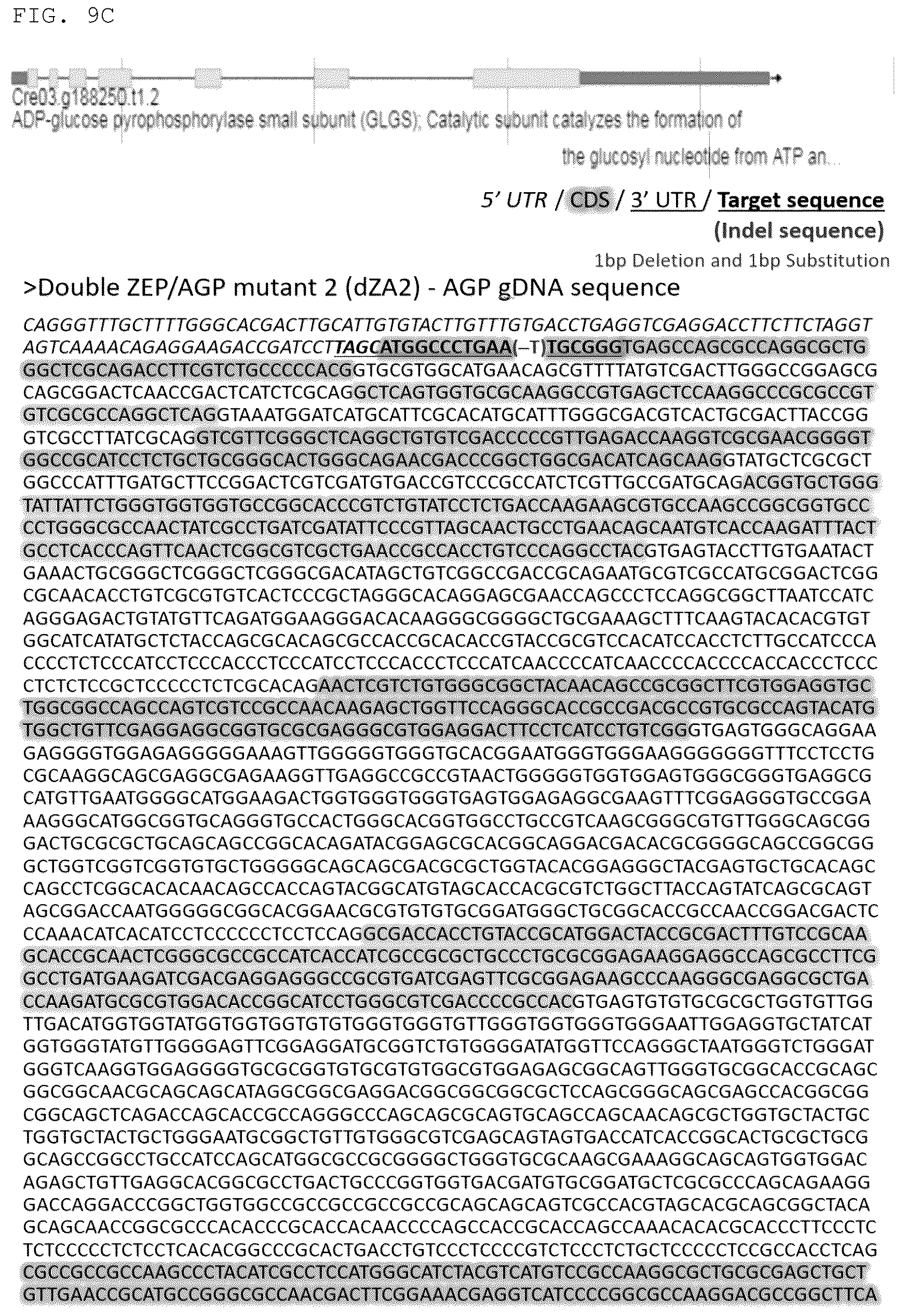 Patent US12325852 Figure 19 – Chlamydomonas mutant and use thereof