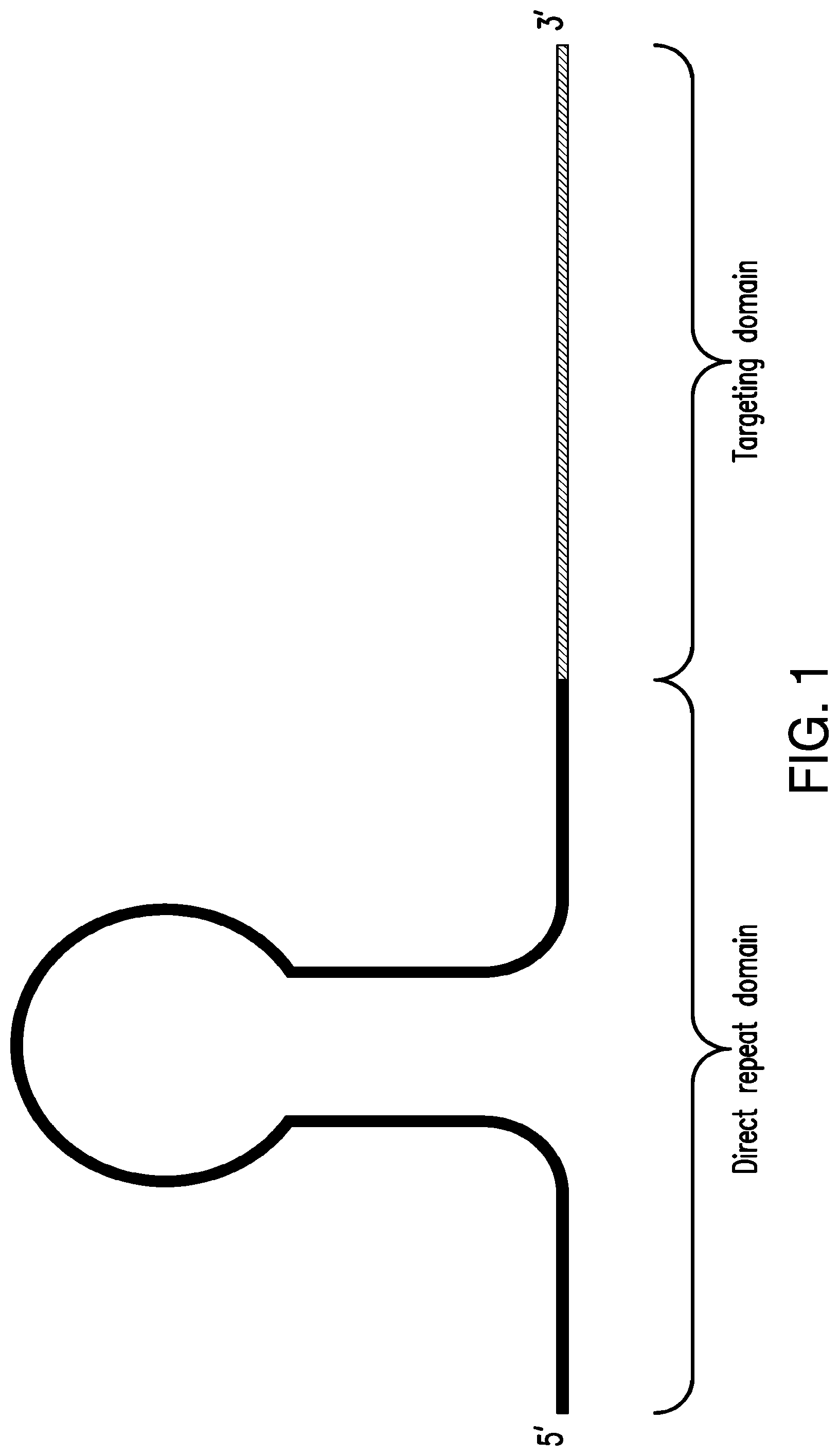 Patent US12325854 Figure 1 – Crispr-CPF1-related methods, compositions and components for cancer immunotherapy