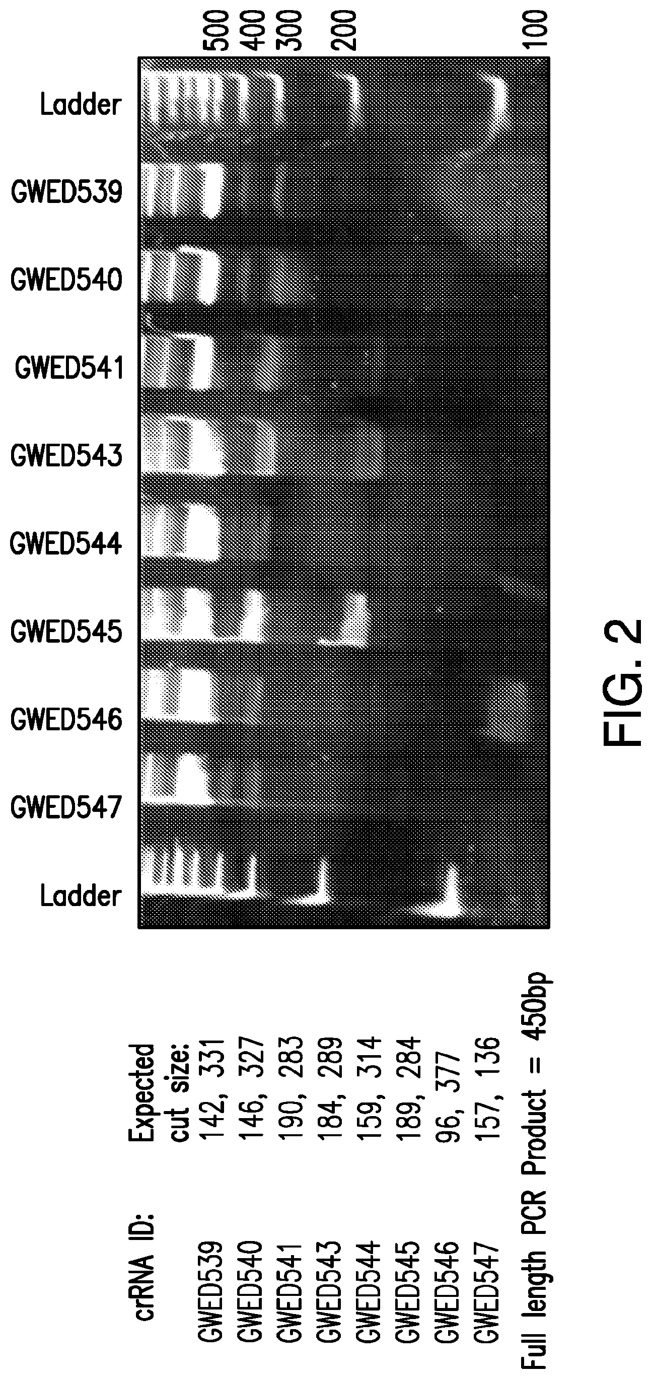 Patent US12325854 Figure 2 – Crispr-CPF1-related methods, compositions and components for cancer immunotherapy